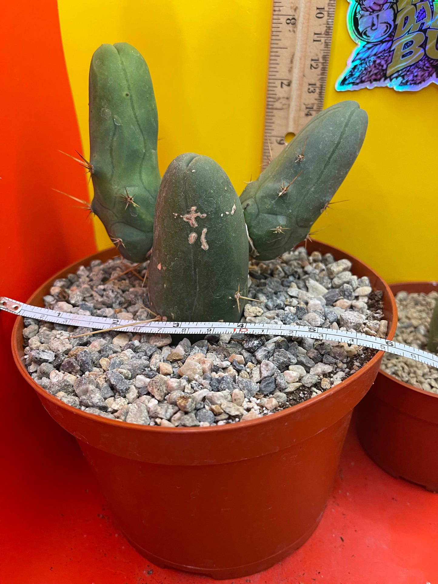 Rooted TBM CACTUS  with 2 branching arms