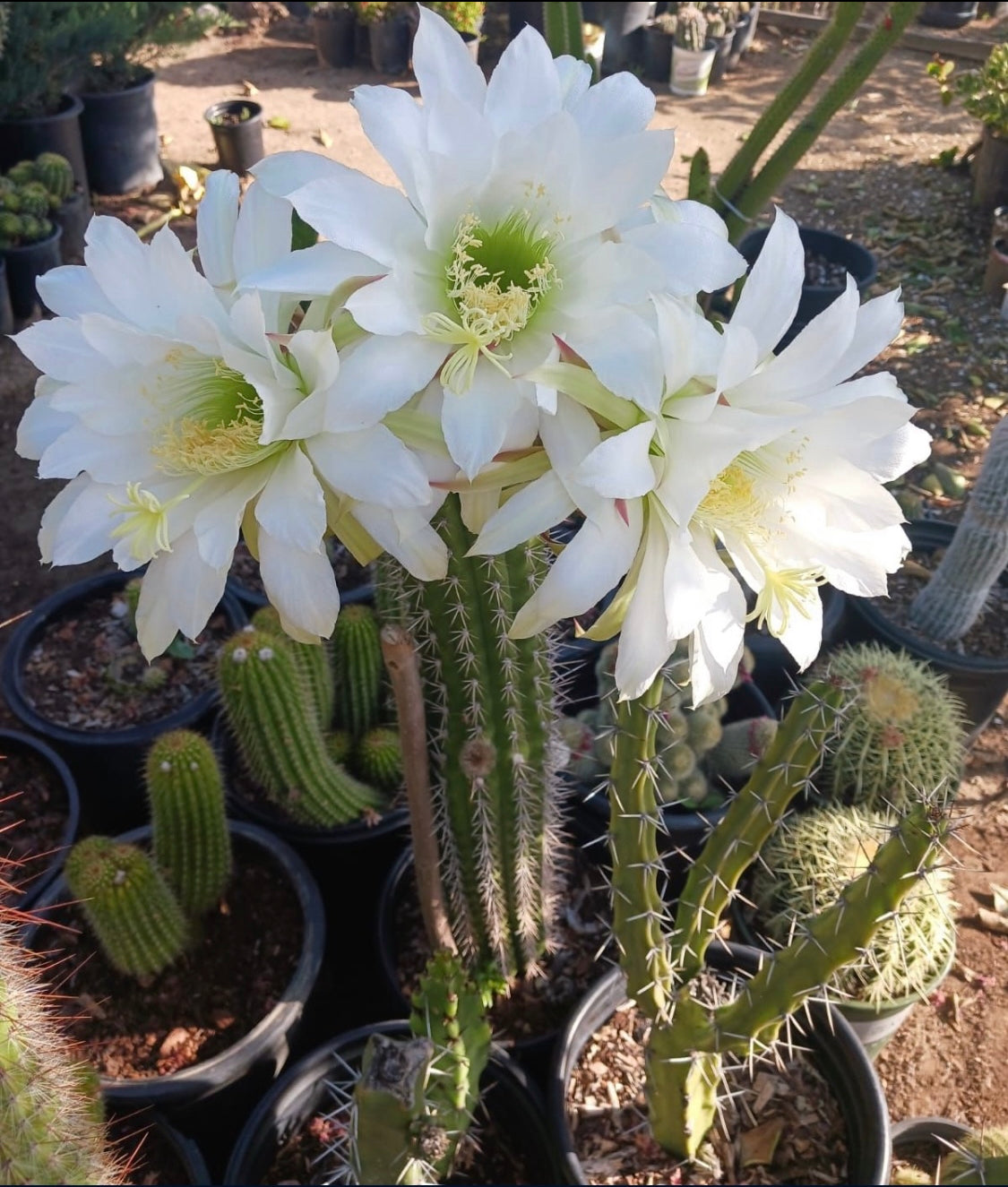 CACTUS seed GROWING KIT !!!