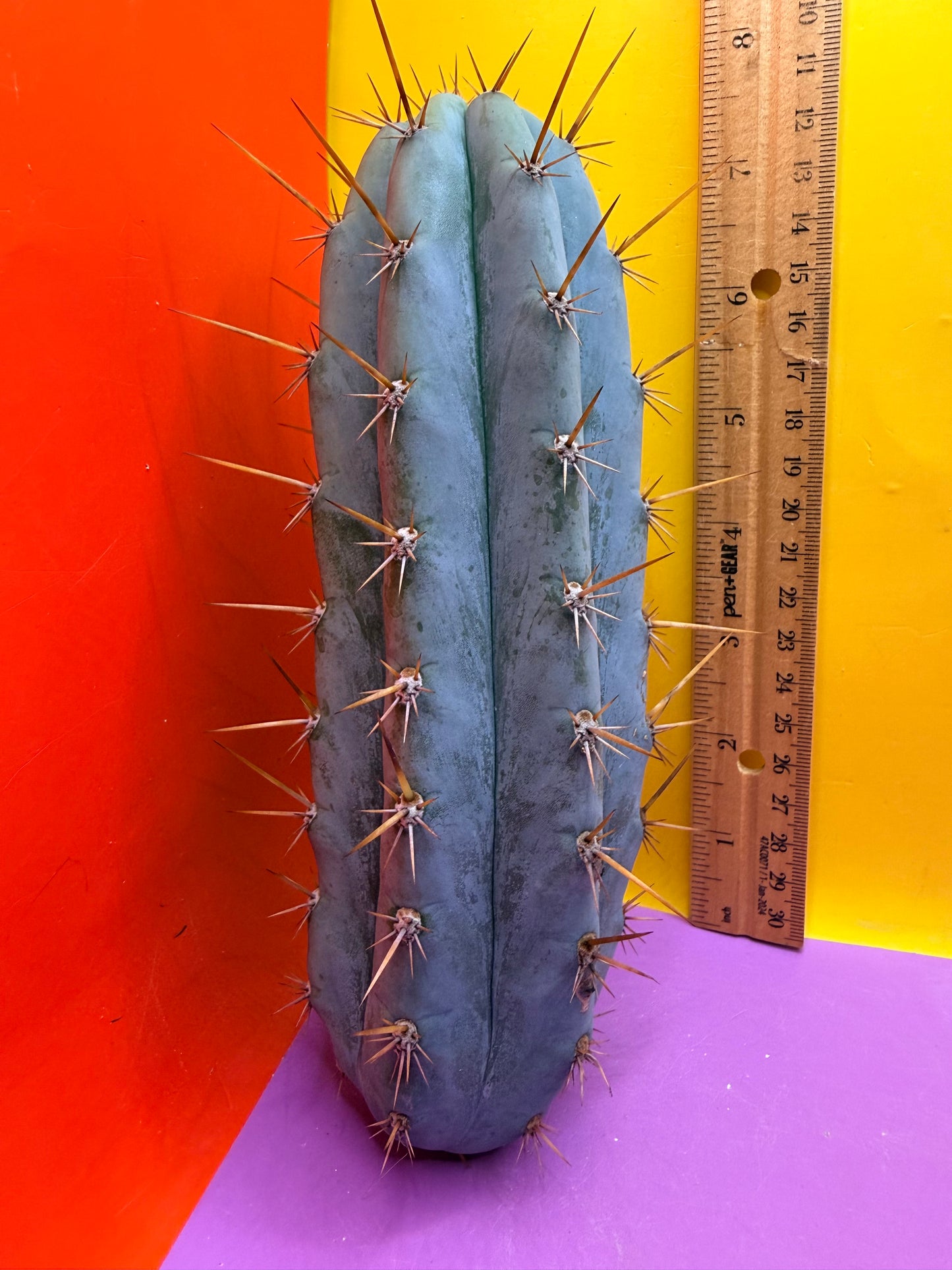 Powdery Blue Trichocereus Peruvianus !!