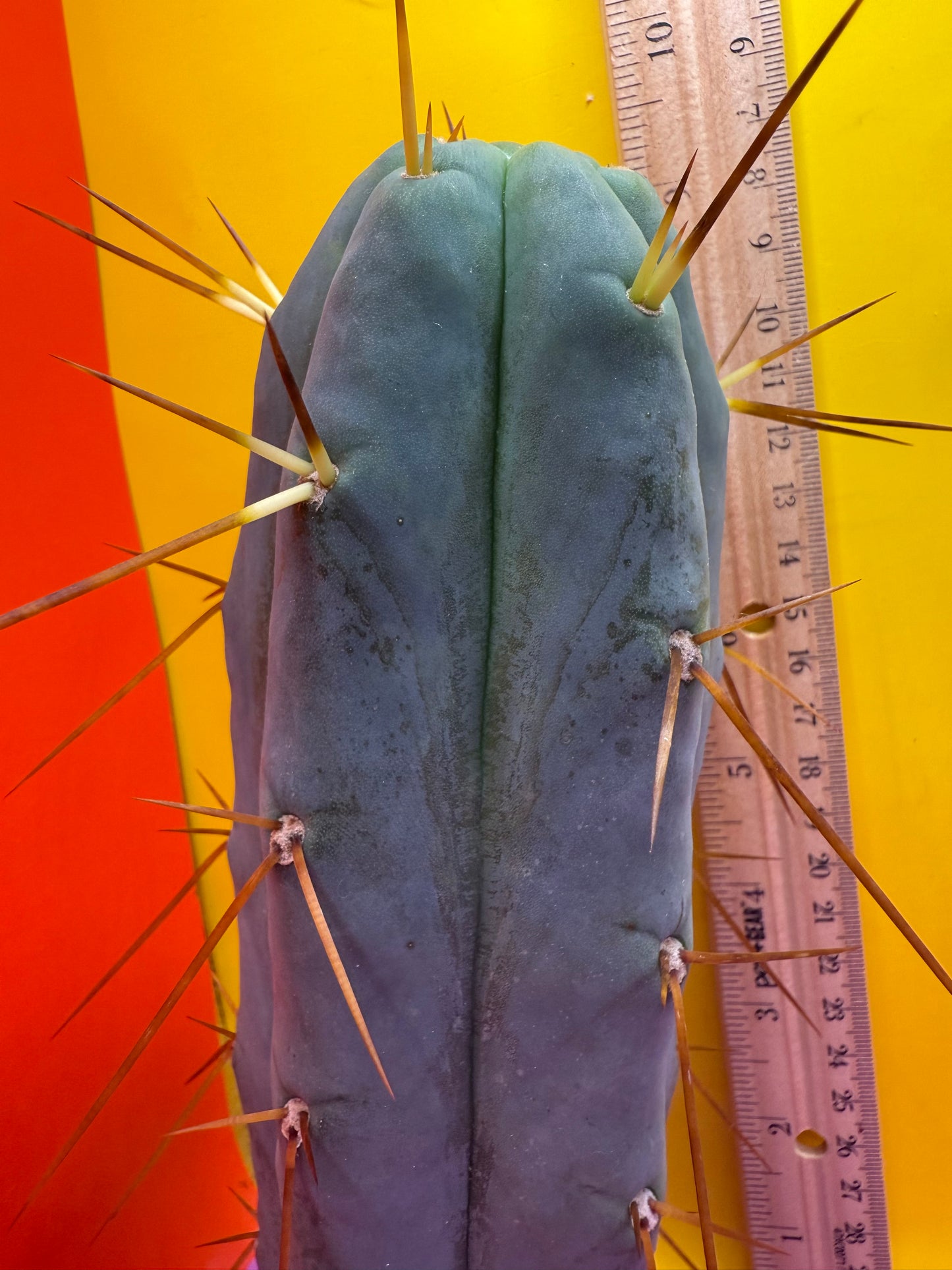 “H1” Trichocereus Bridgesii