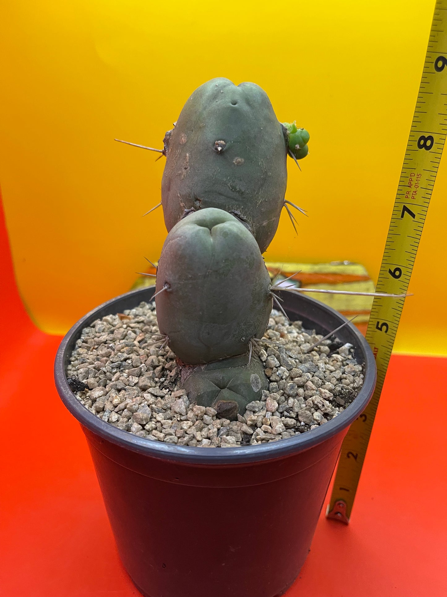 San Pedro PENISCACTUS-