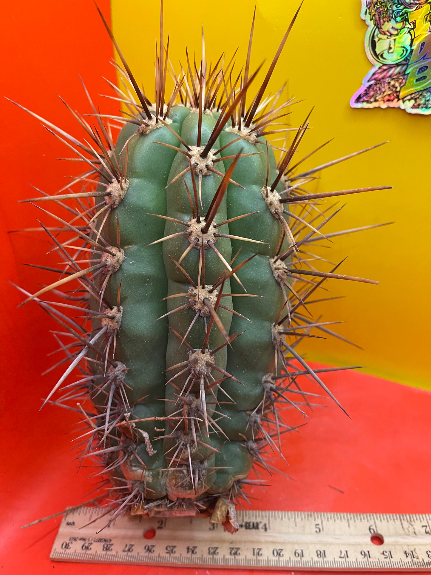 Trichocereus Tacaquirensis