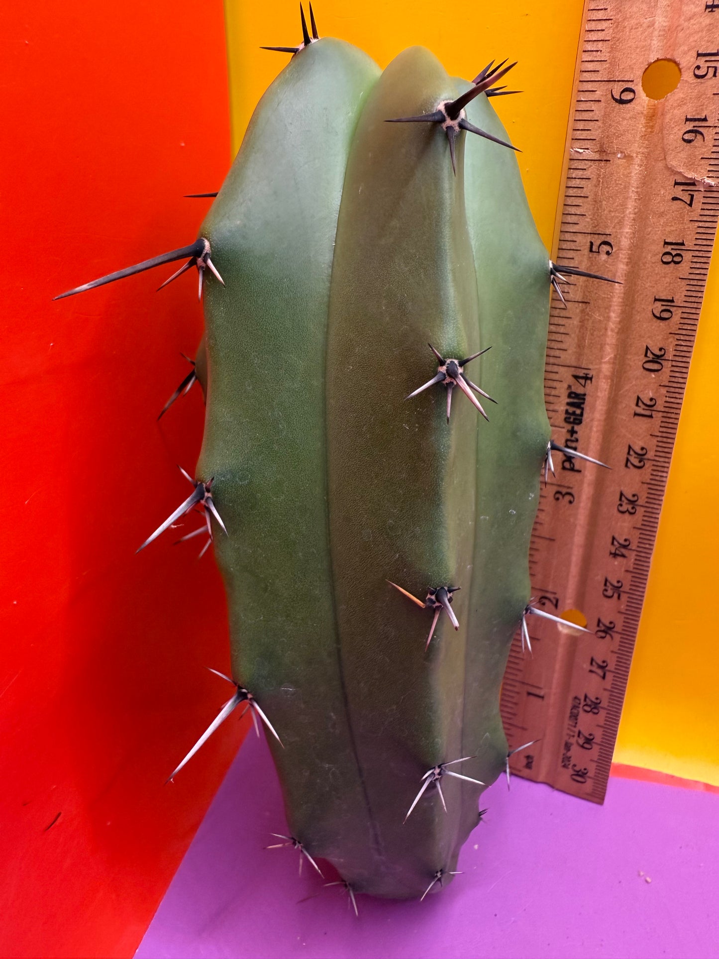 GREEN Myrtillocactus !!