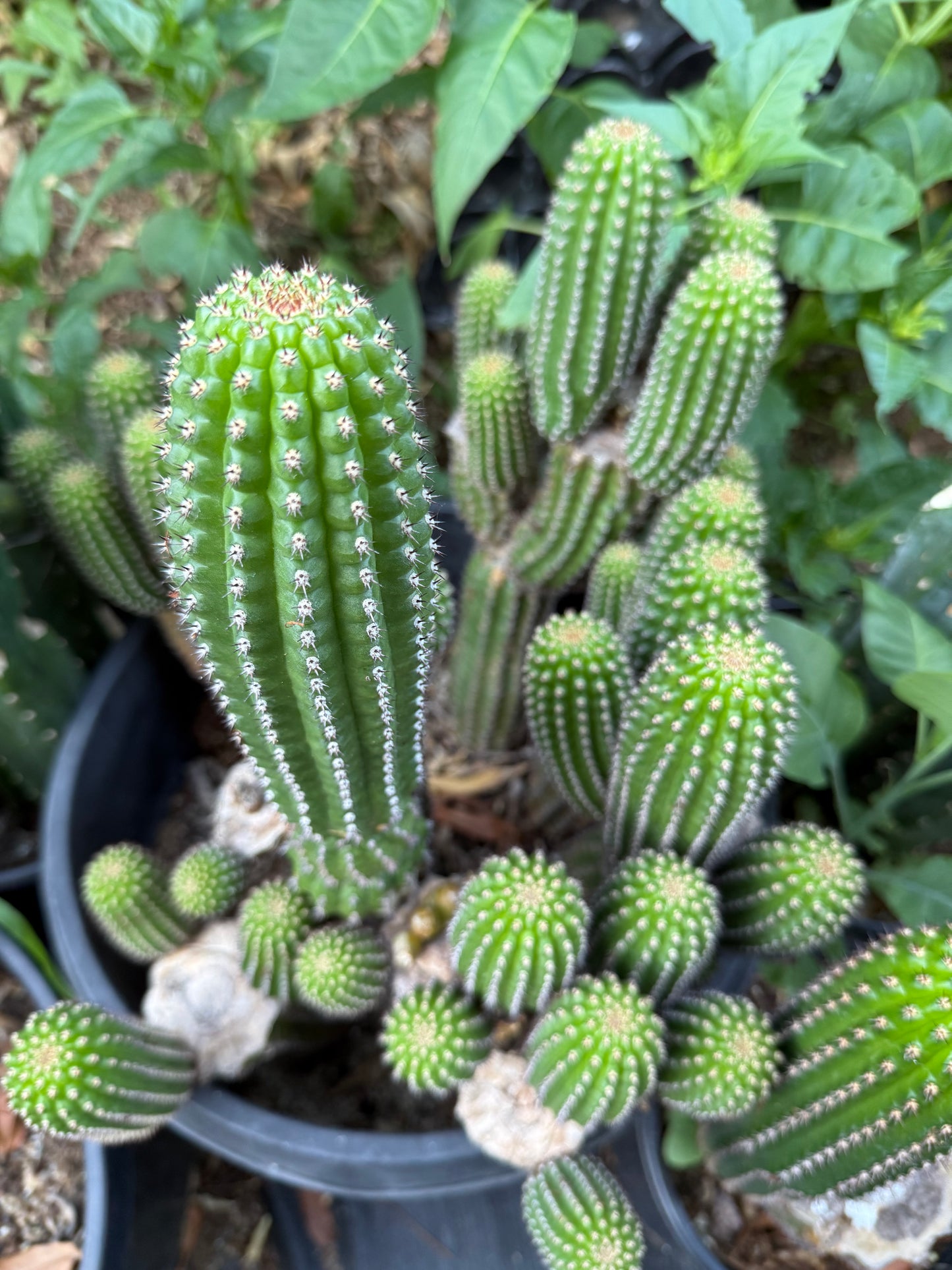 Trichocereus Brevispinulosus x Cahuilla seeds