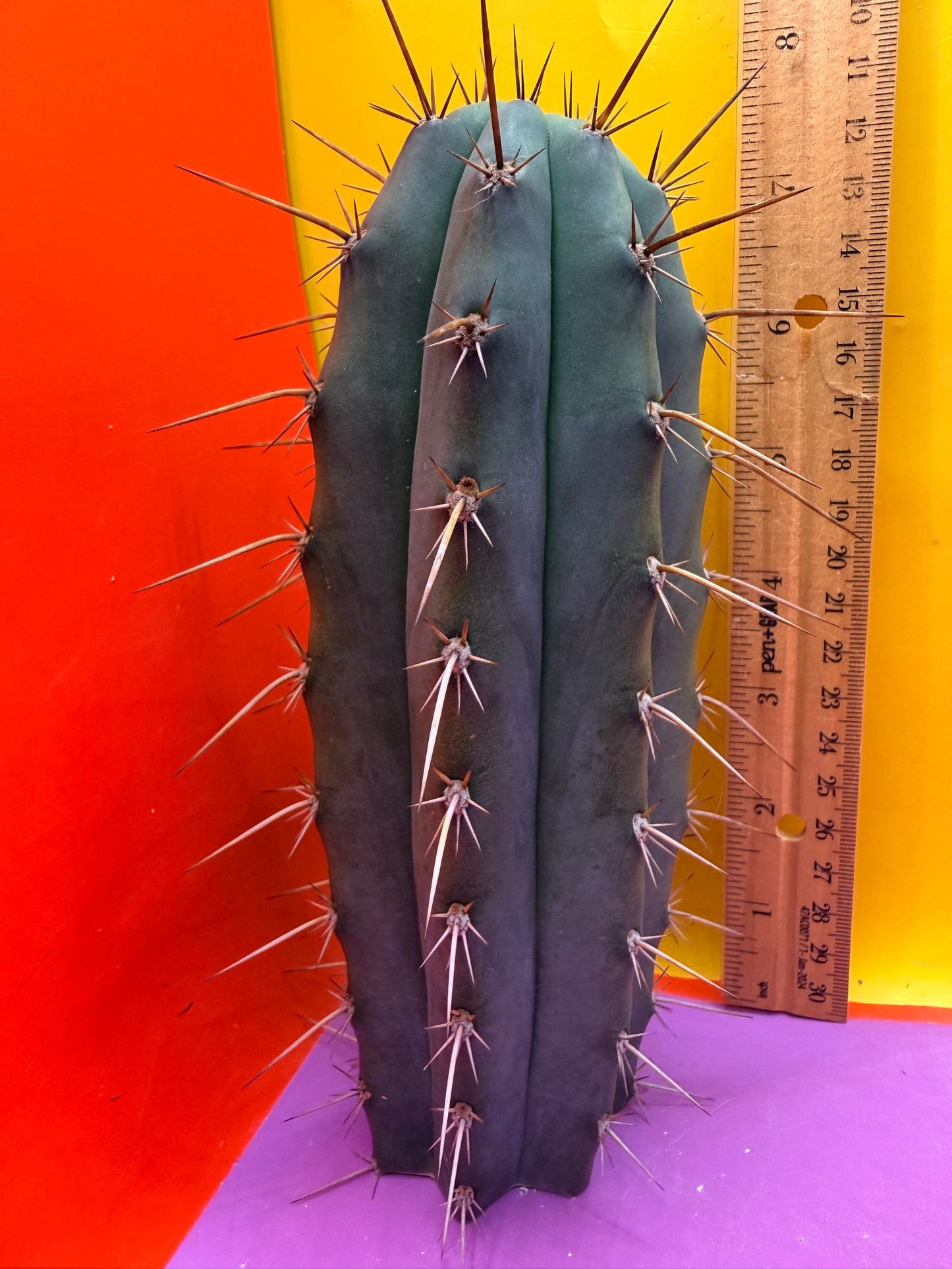“RC’s T.P. 🧻”  trichocereus peruvianus !!