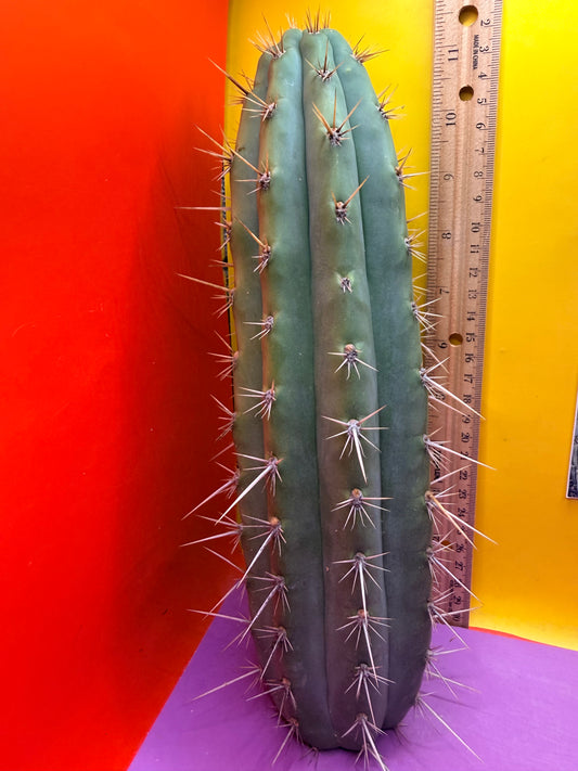 Trichocereus Puquiensis - cv “Linda”