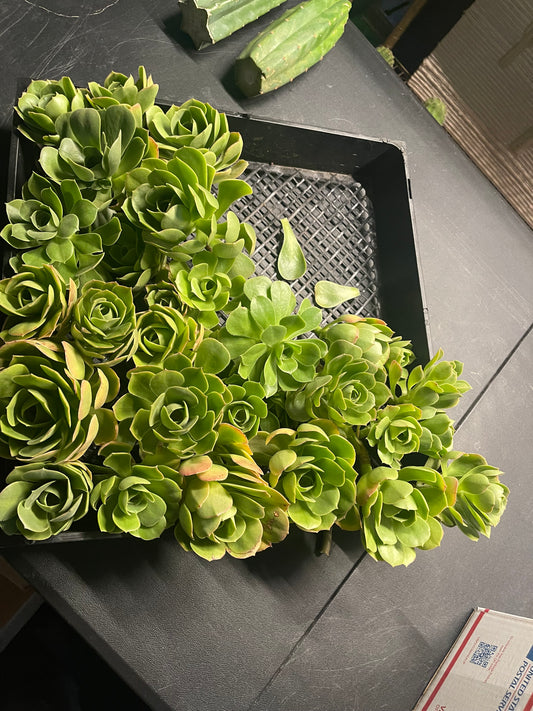 Aeonium - 30 cuttings