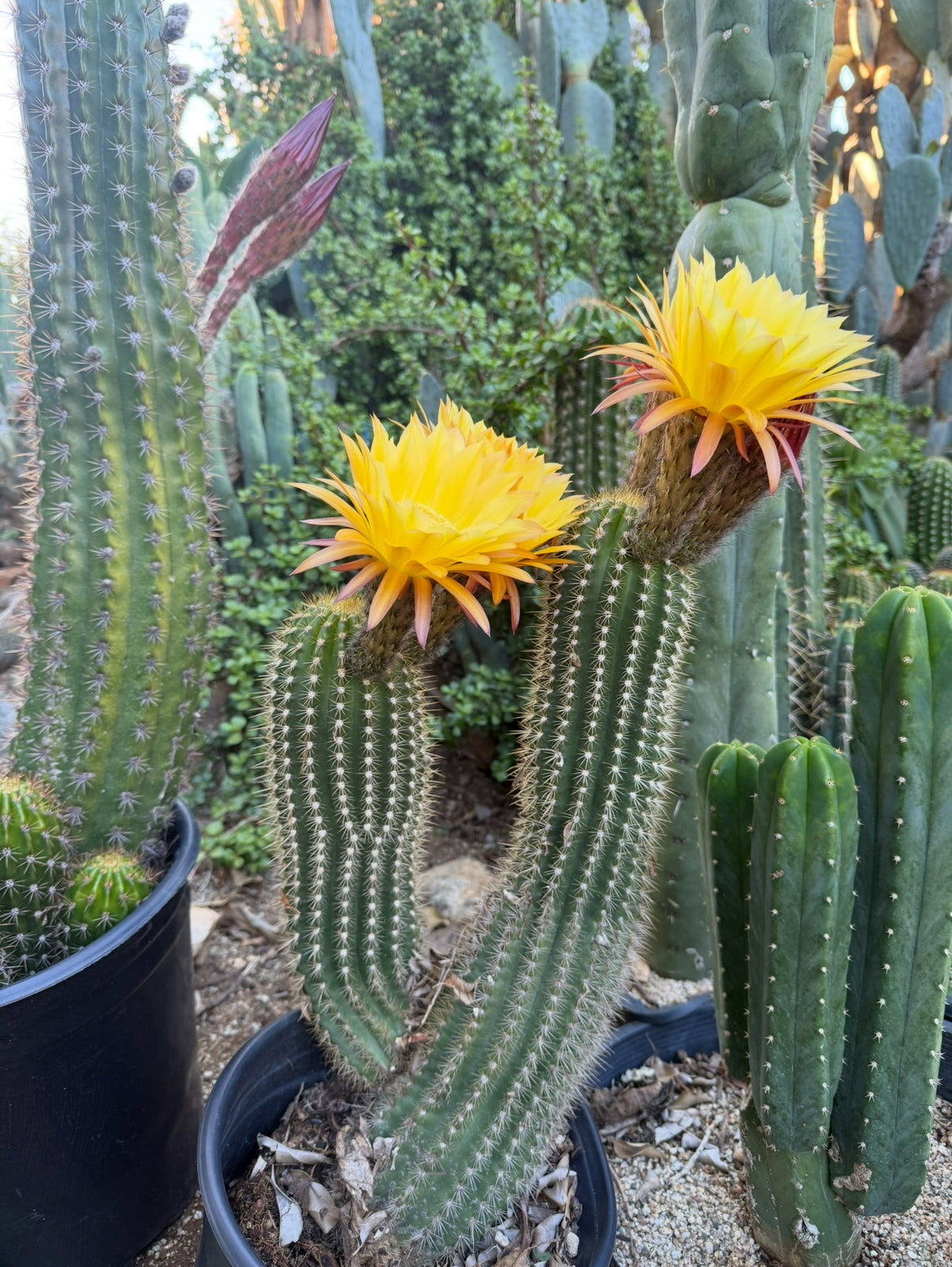 100 seeds ! “SEISMIC SUNSHINE”X”GLZAM NEON PINK”