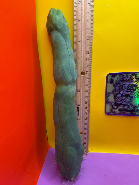 Long form TBM cactus cutting type A