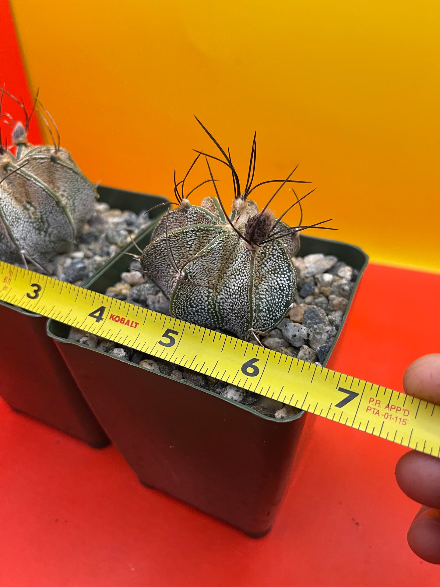 Astrophytum ornatum with flower buds