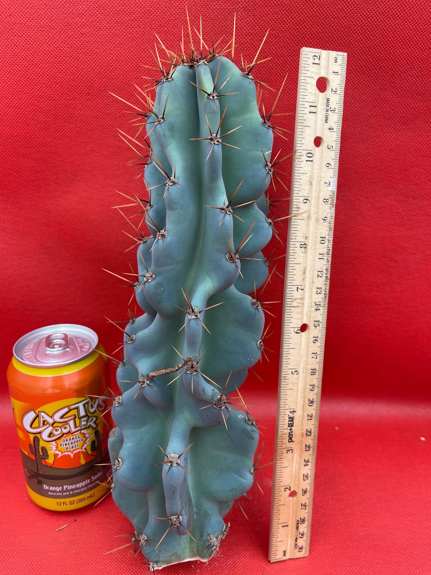 Cereus Monstrose - Gets cactus apples !