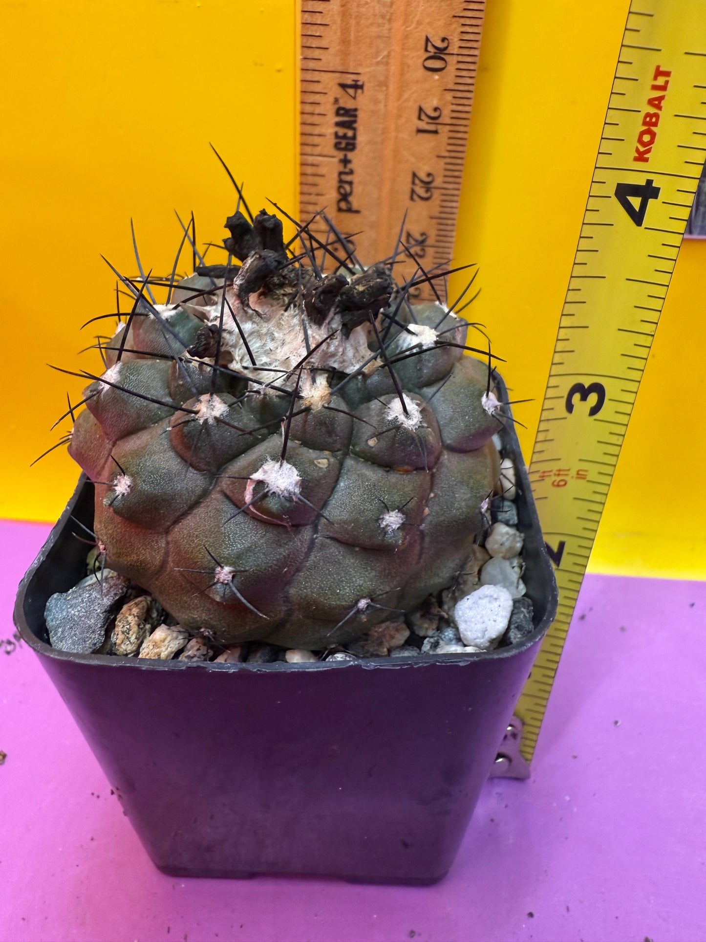 Copiapoa