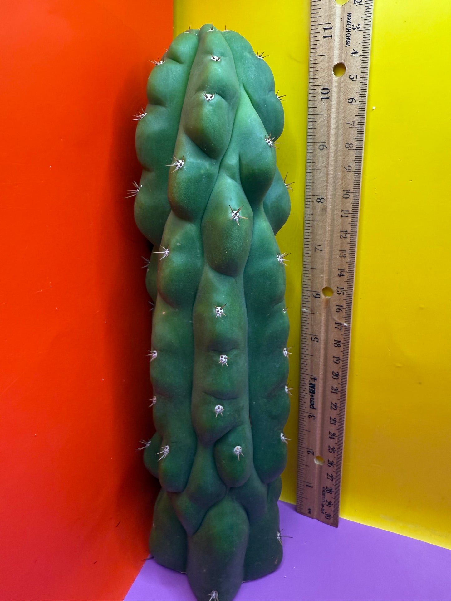 TPM ! Trichocereus Pachanoi Monstrose