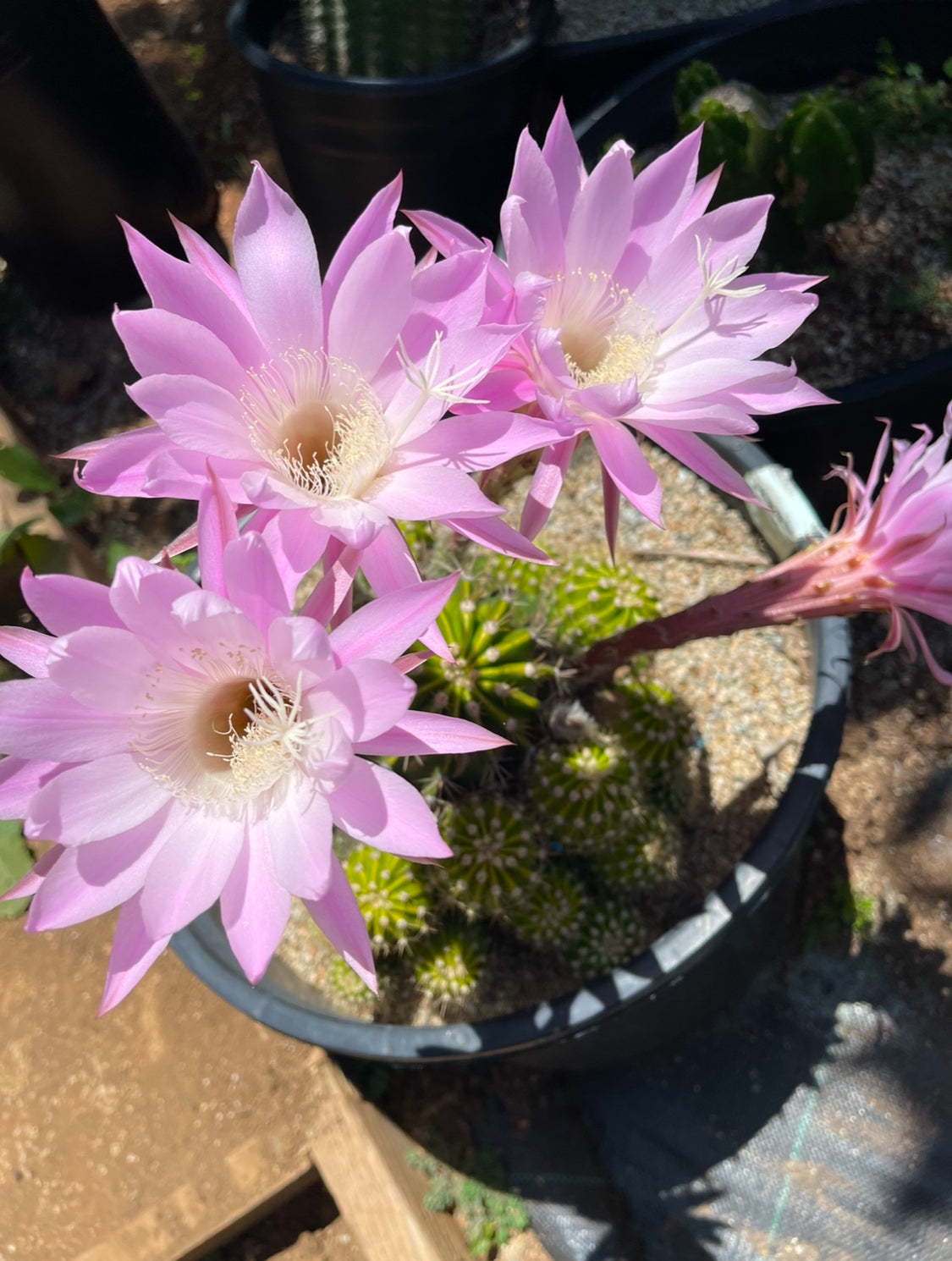 Echinopsis pups !