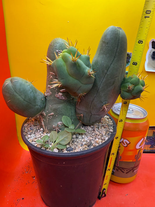 Exact cactus !