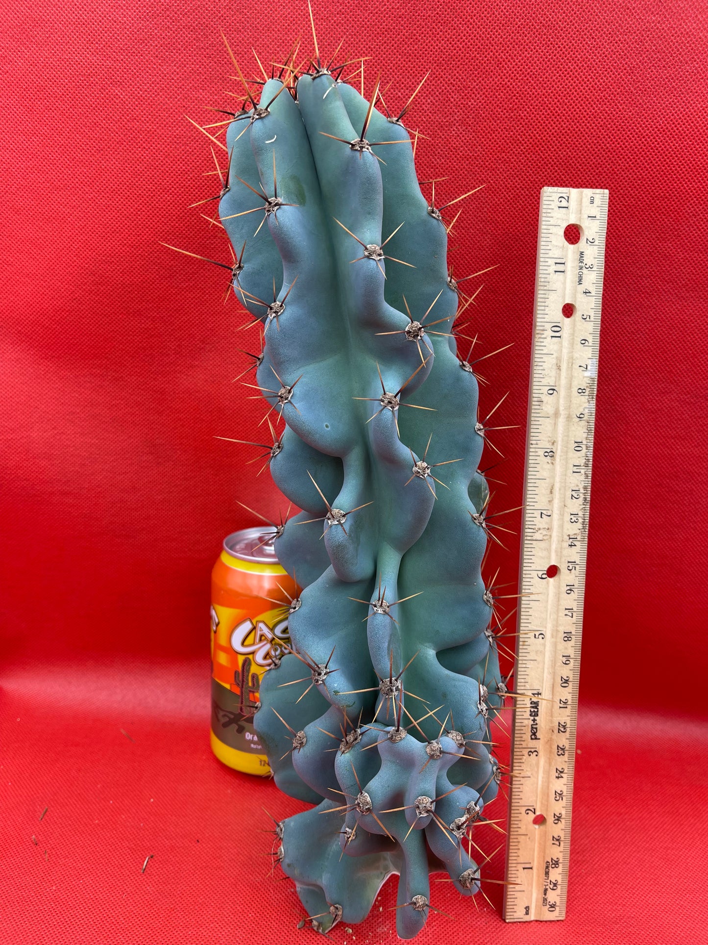 Cereus monstrose