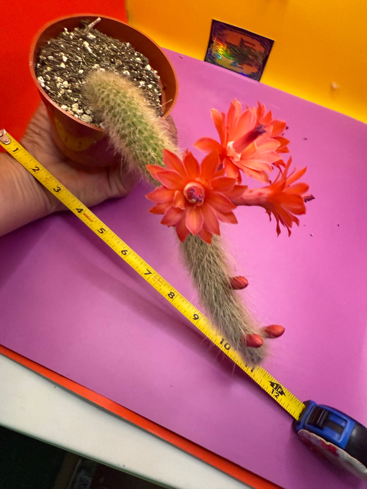 Monkey tail cactus !!