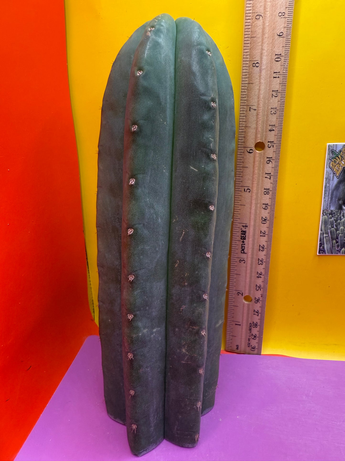 Cahuilla 3.5” thick !from the original stand