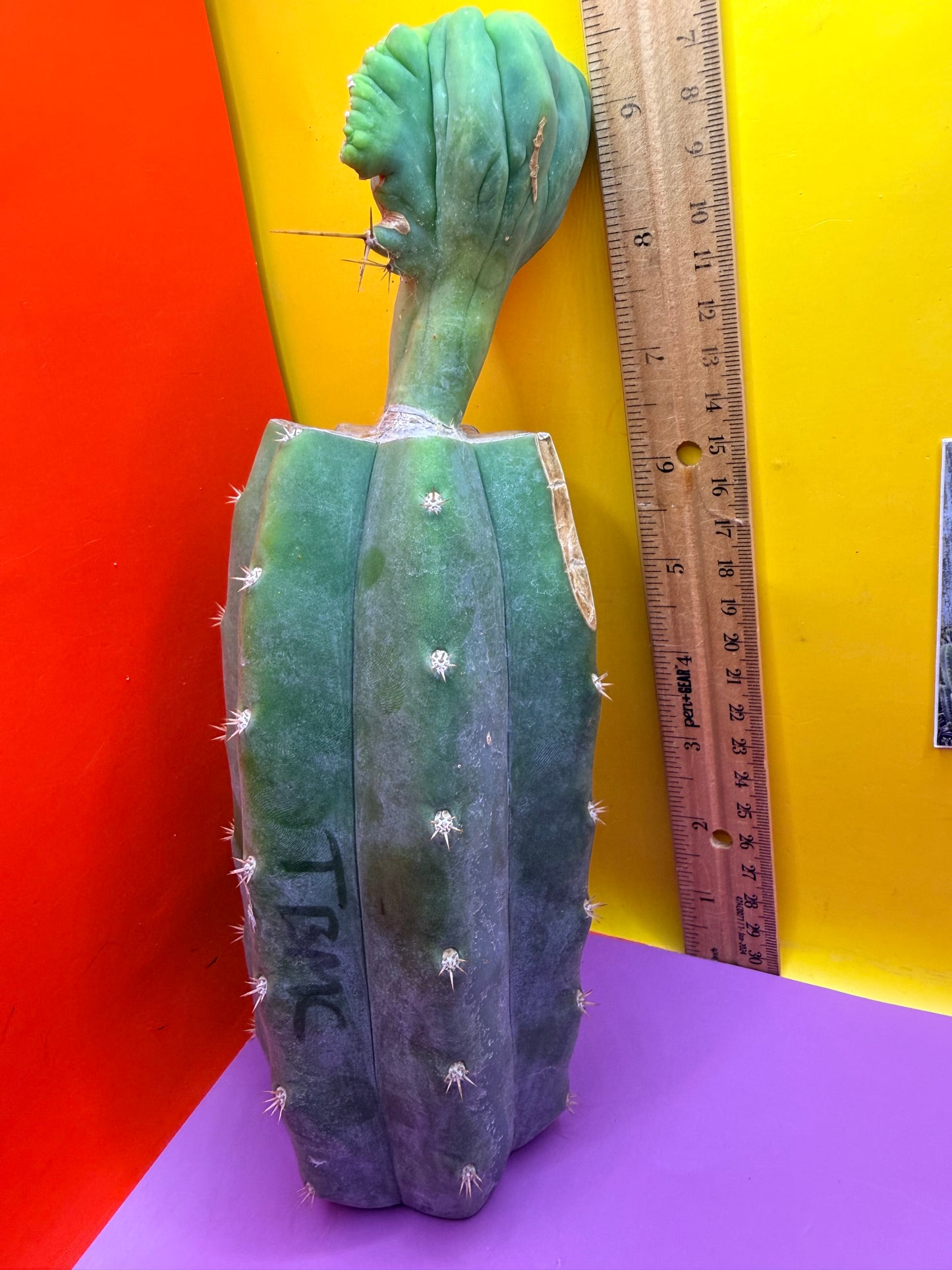 Crested TBM