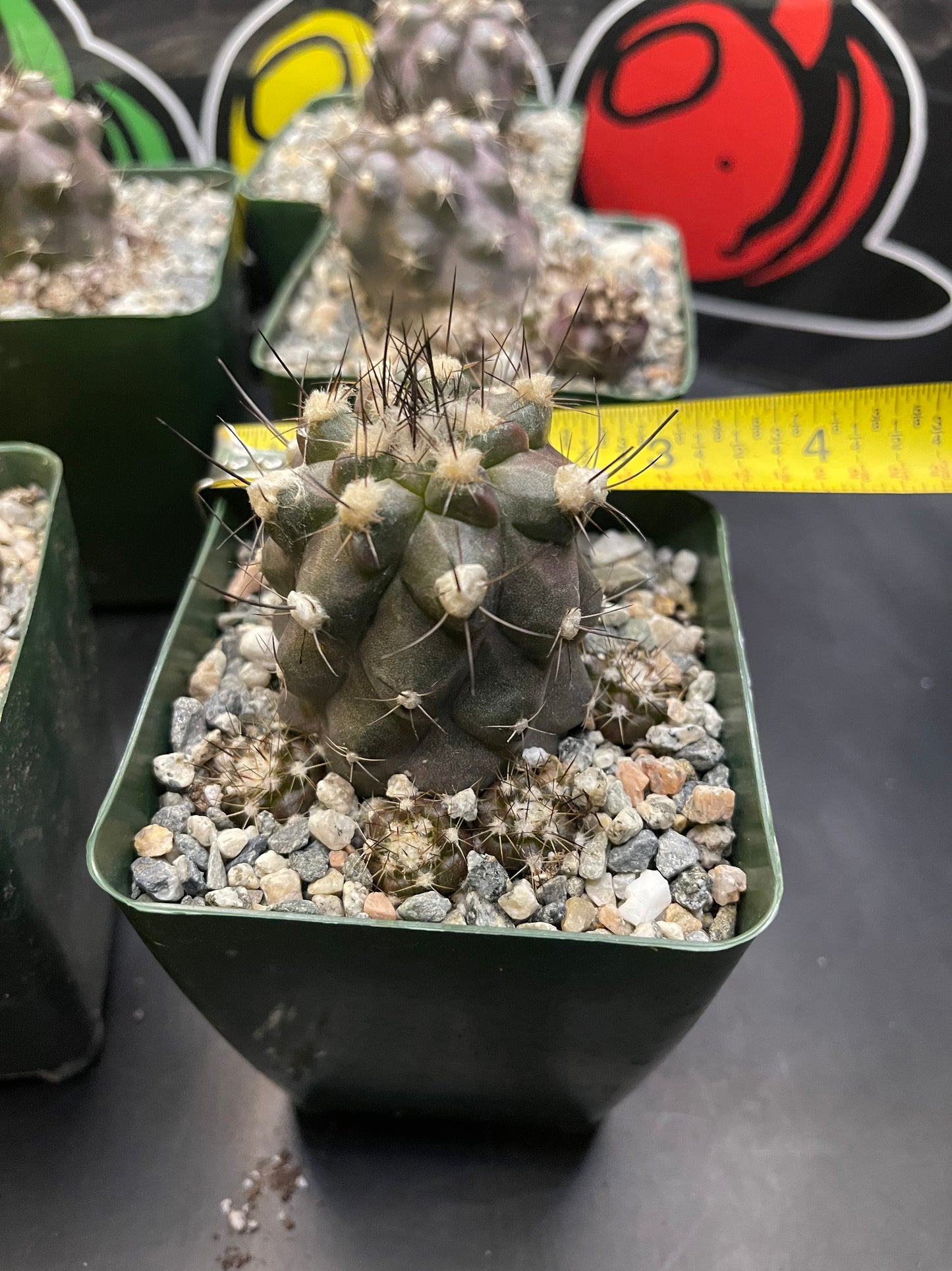 COPIAPOA HUMILIS