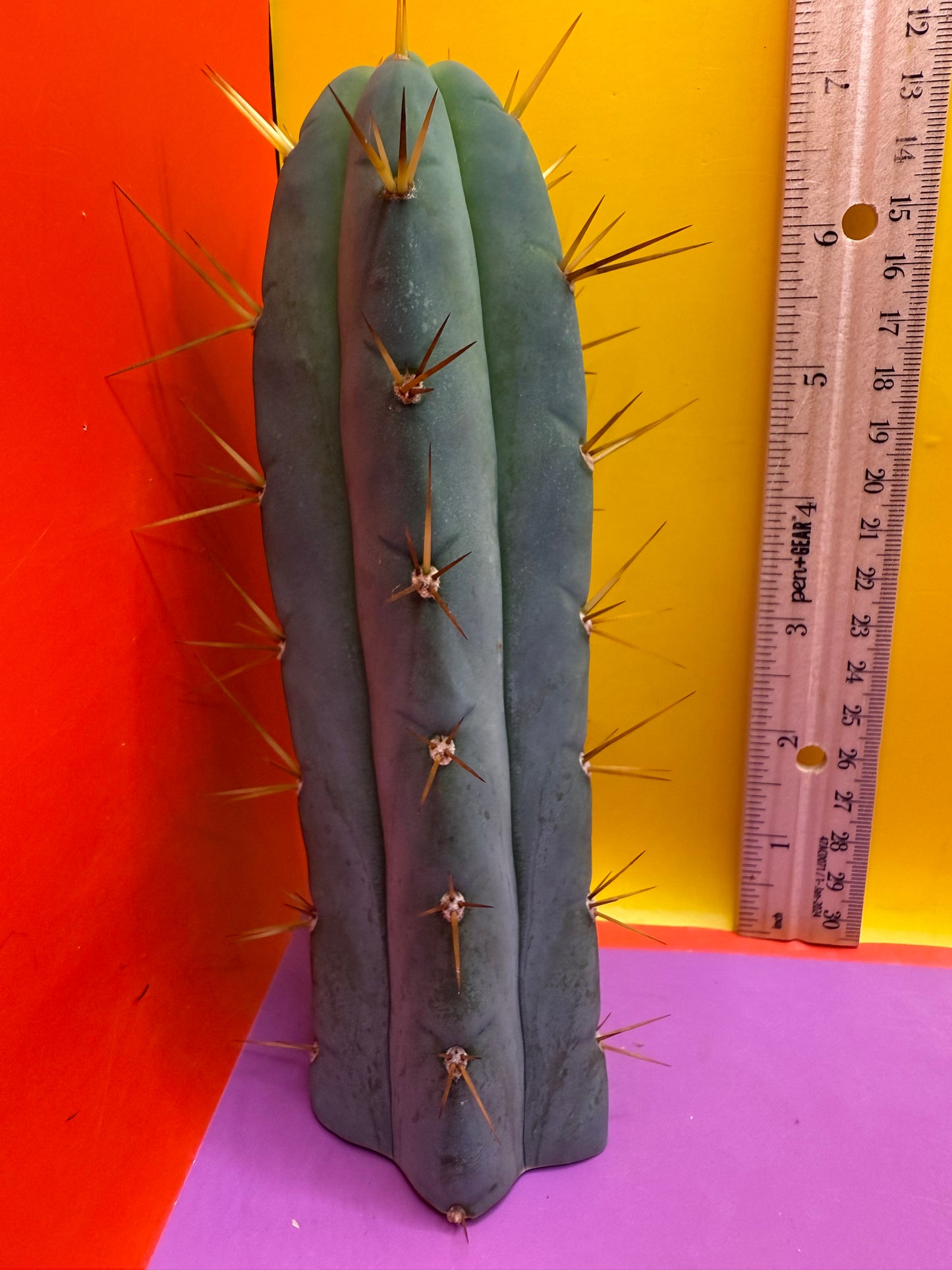 “Son of Ron” flawless tip cutting