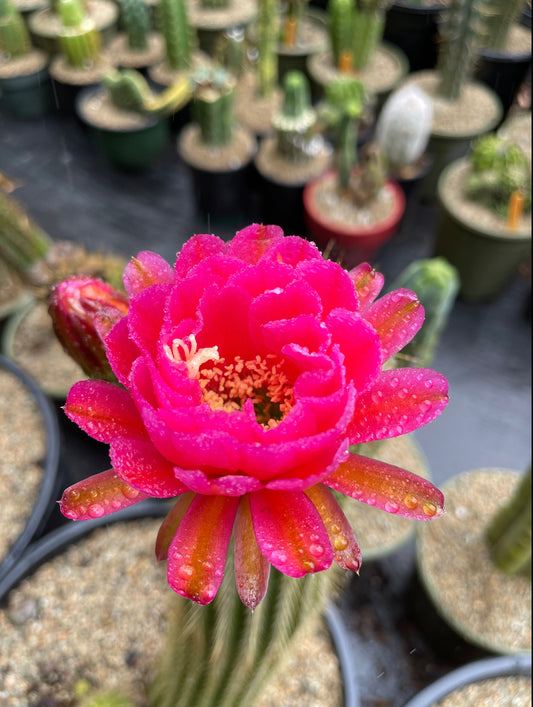 Neon pink flowering trichocereus seeds  (25)!