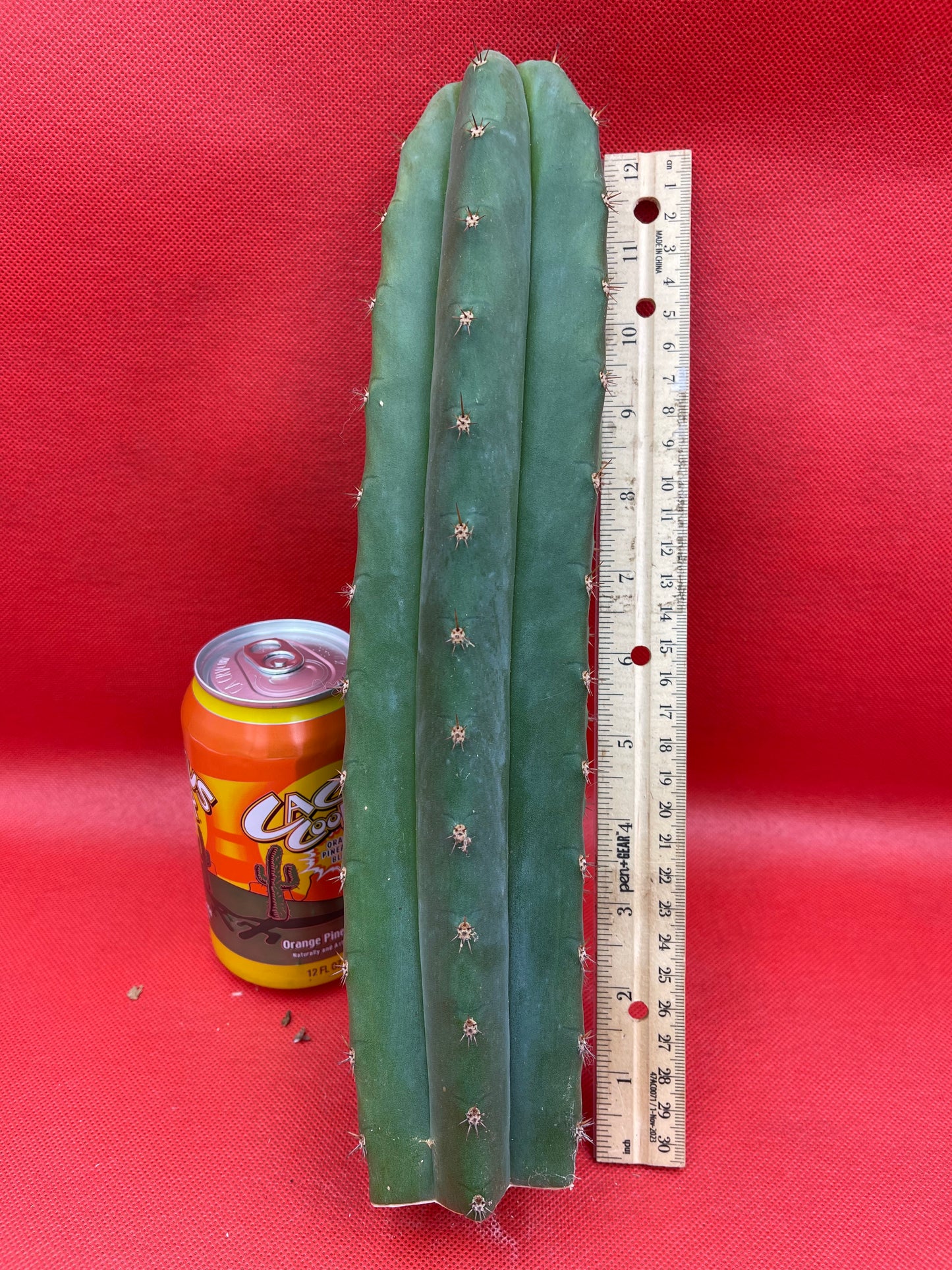 Trichocereus pallarensis x tpm