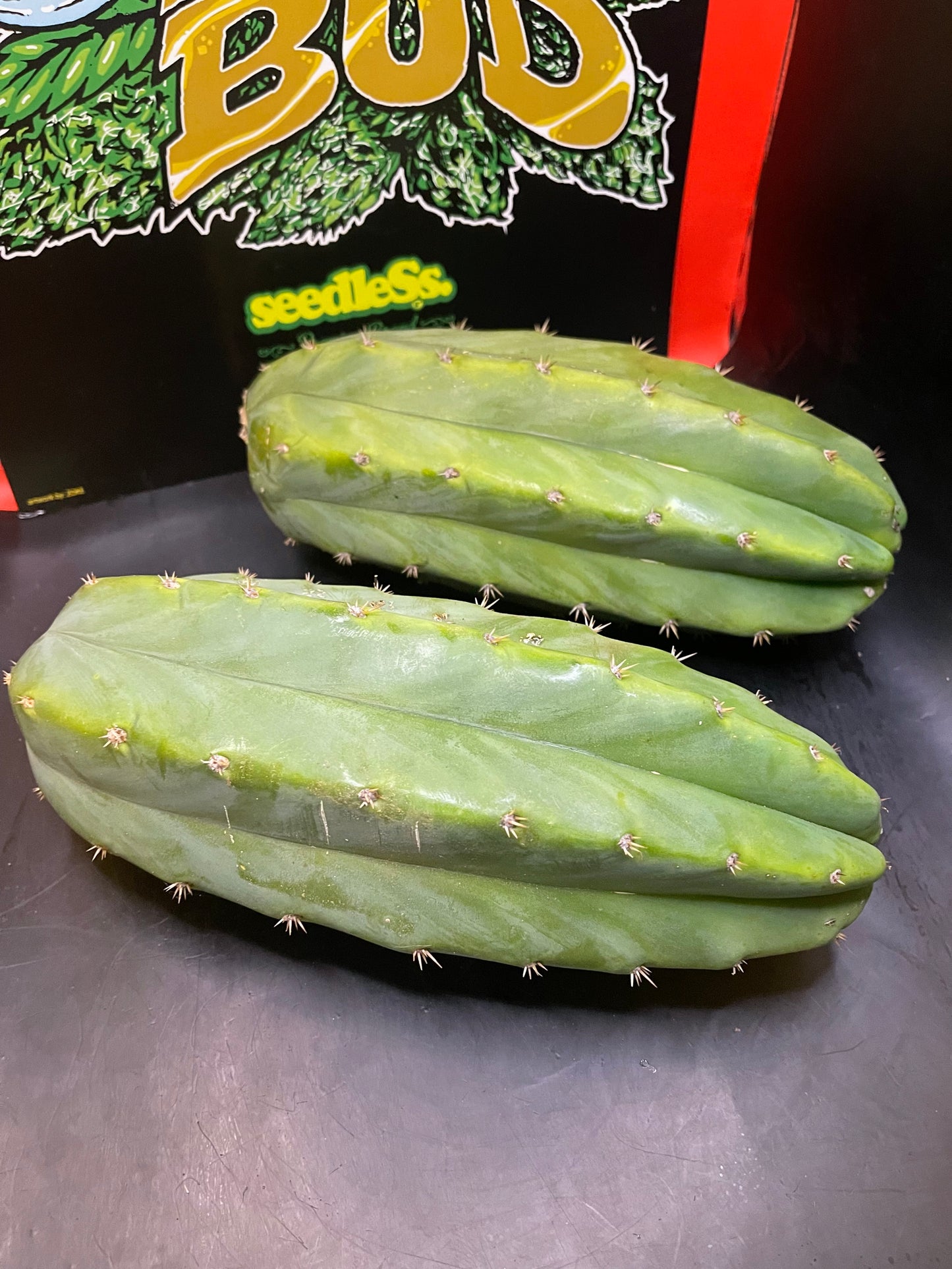 2 - 4” thick tips ! Big fat San Pedro cactus