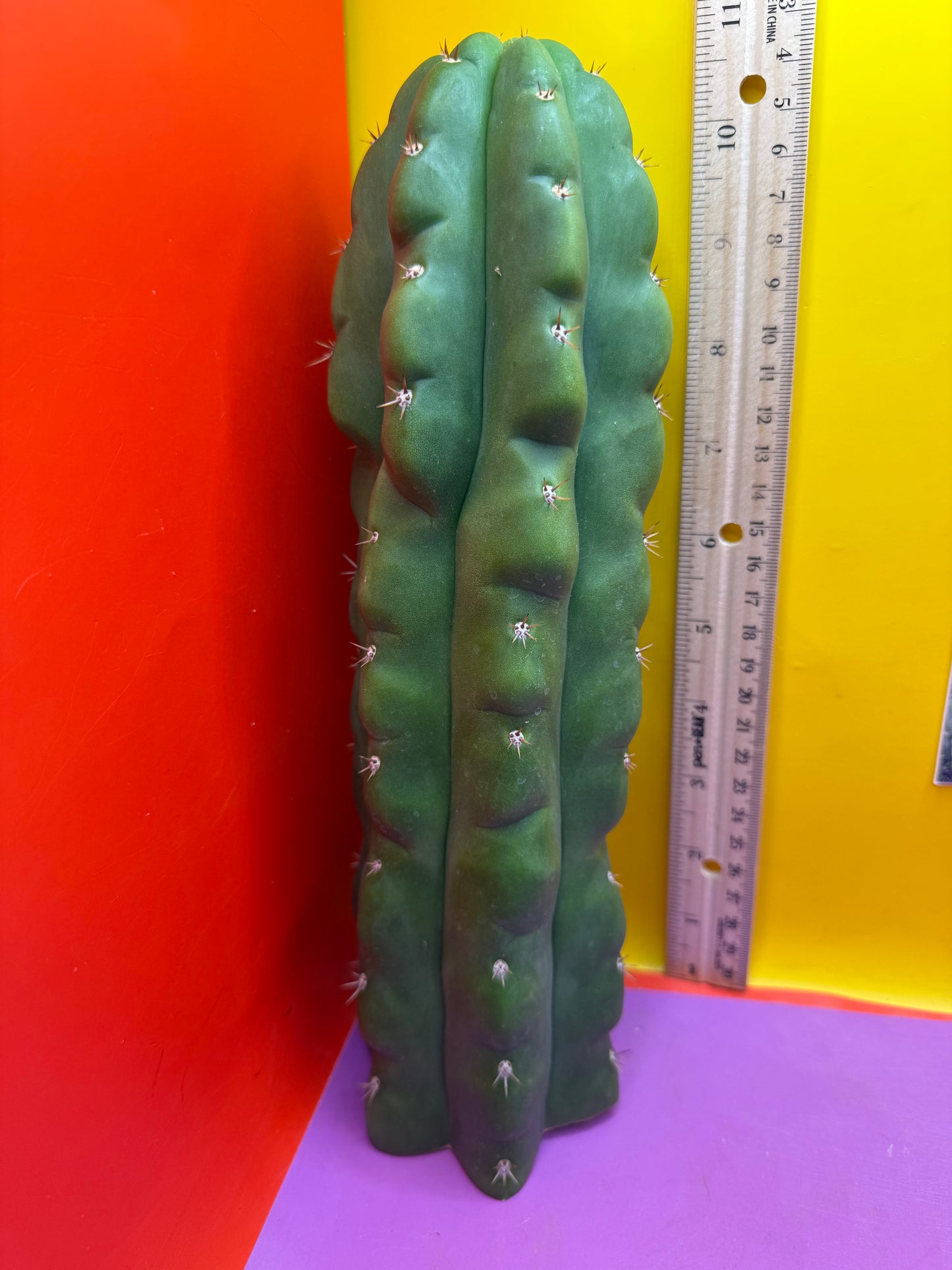 TPM ! Monstrose tricho