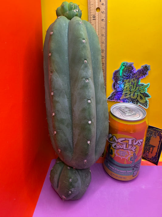Cahuilla !