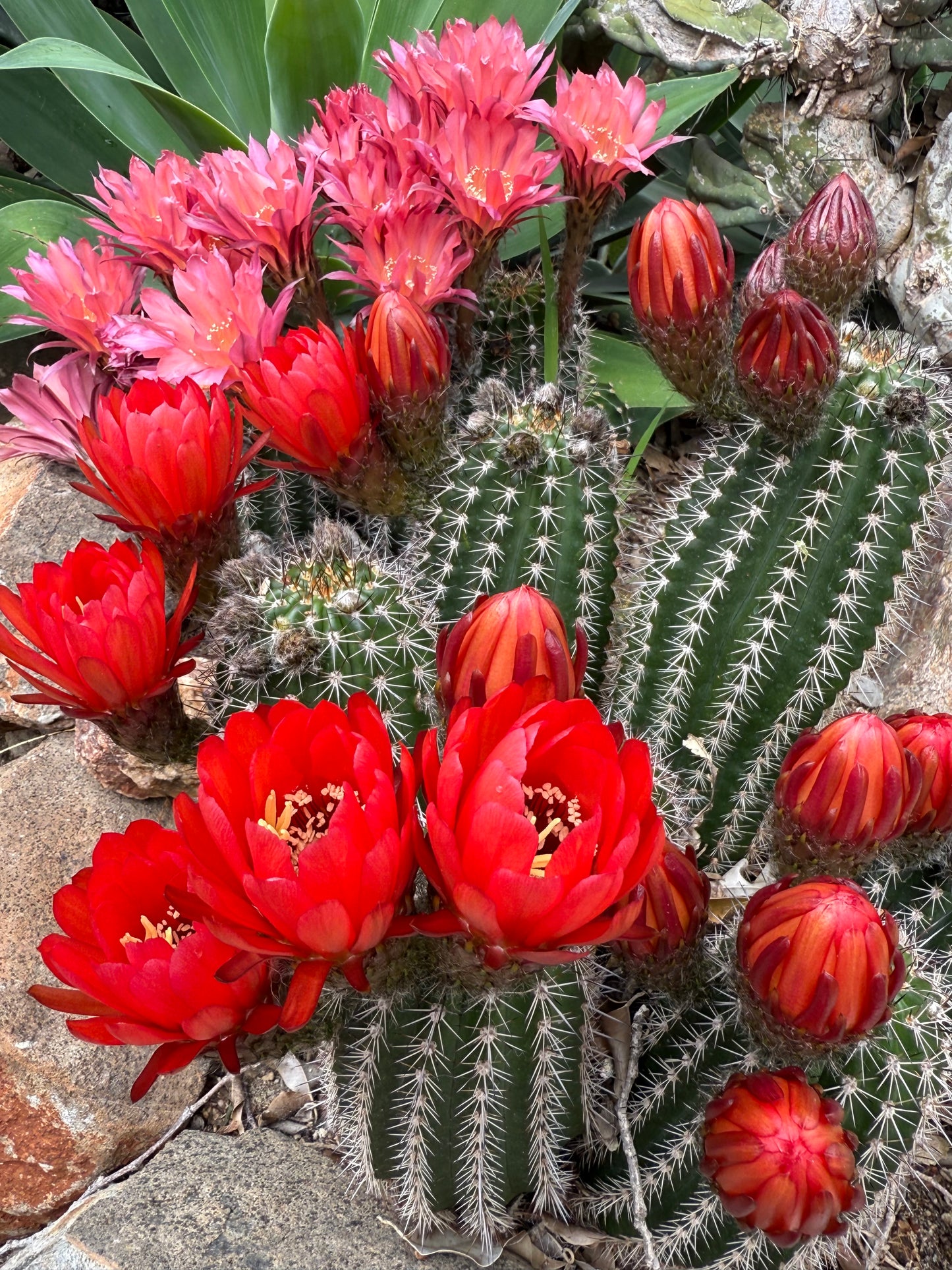 Red Lobivia purpureominiata seeds .