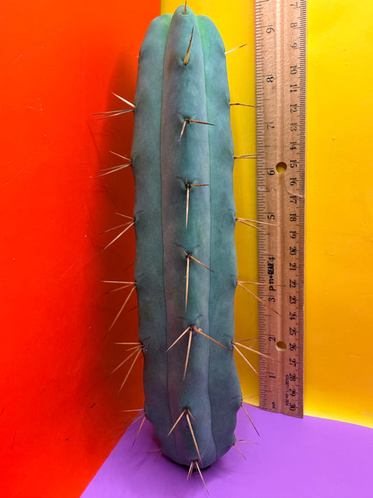 Jiimz Twin spine - this exact one pictured