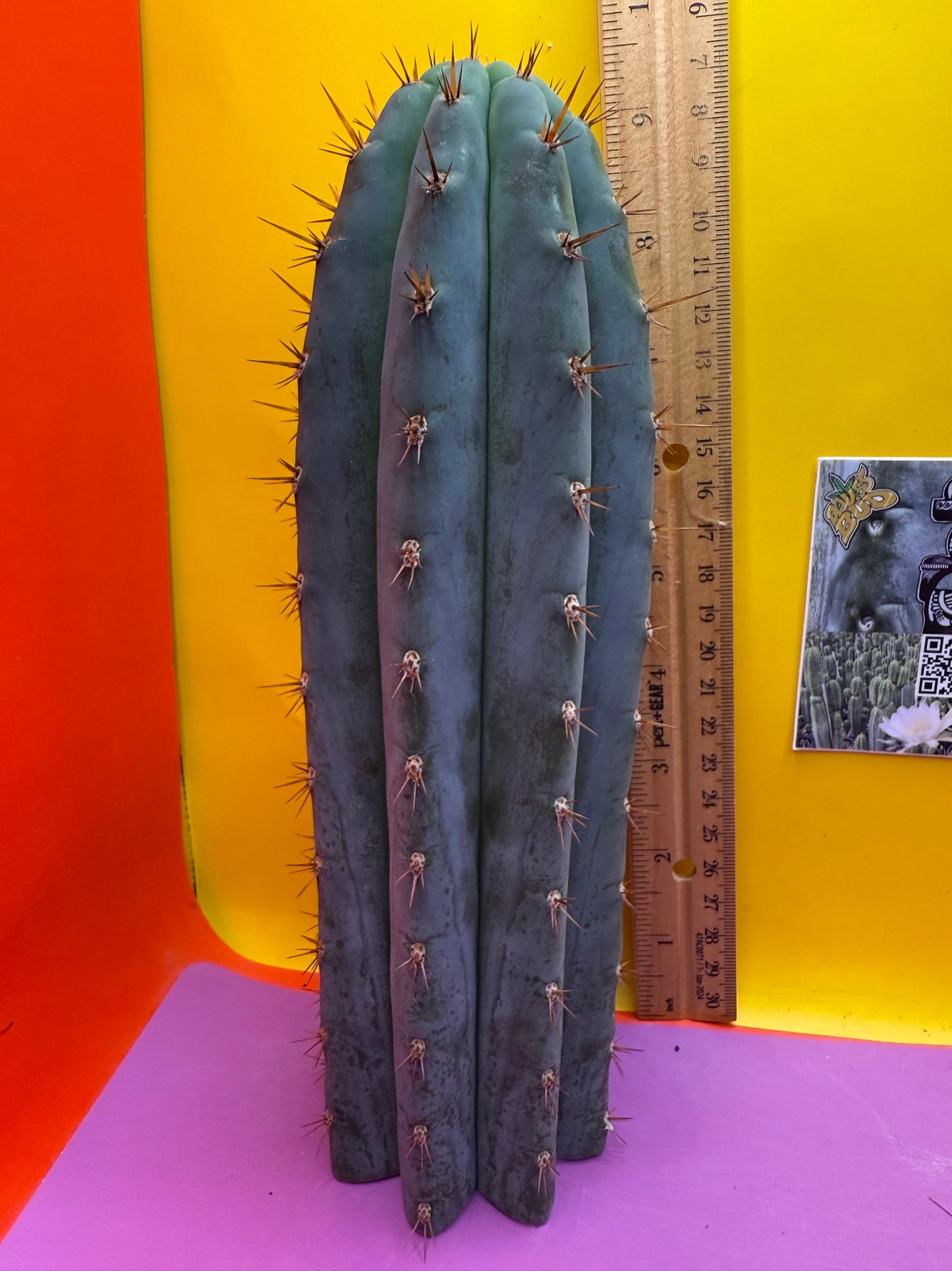 New years sale blue trichocereus peruvianus !!