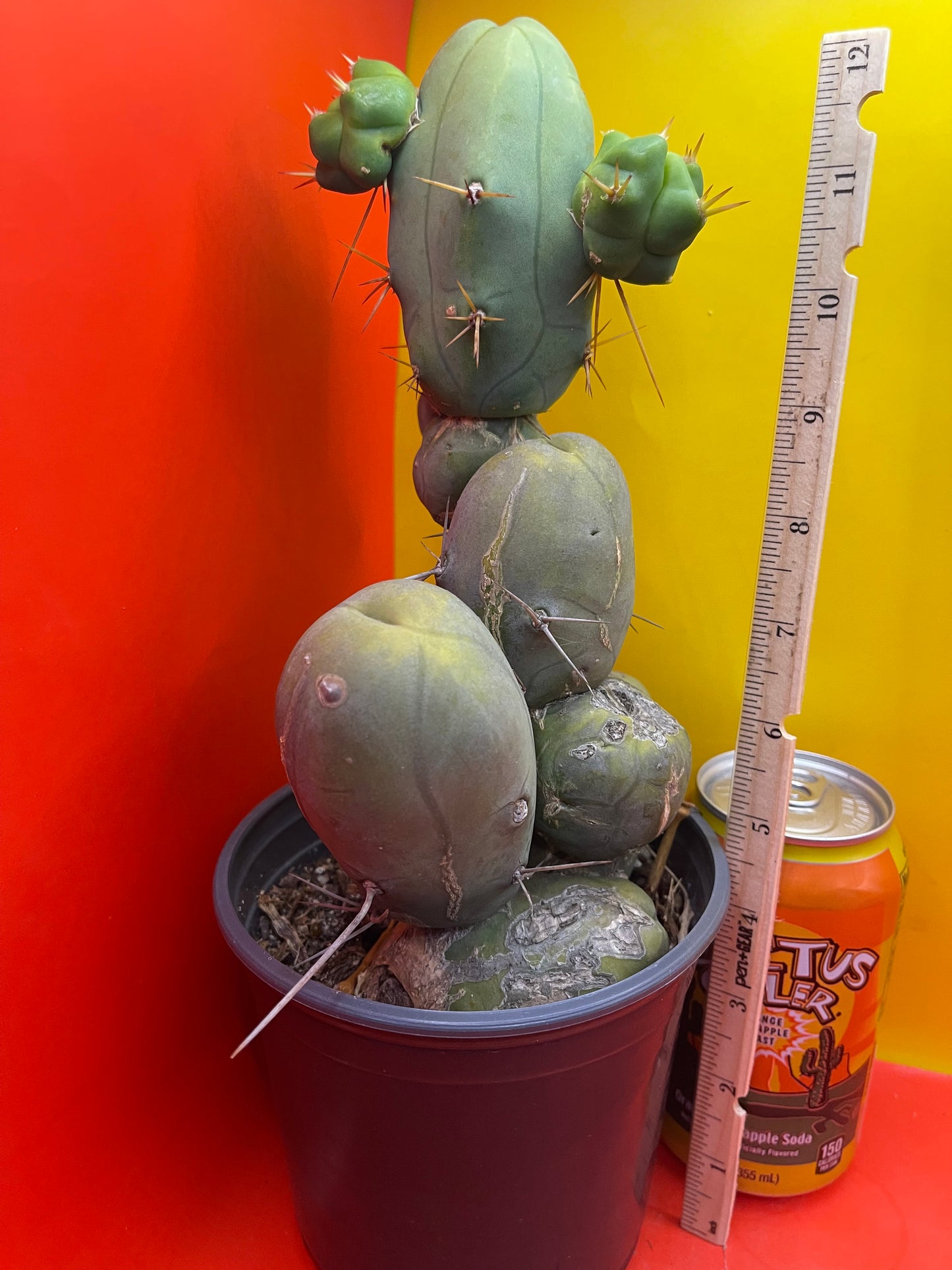 TBM !!! Potted cactus