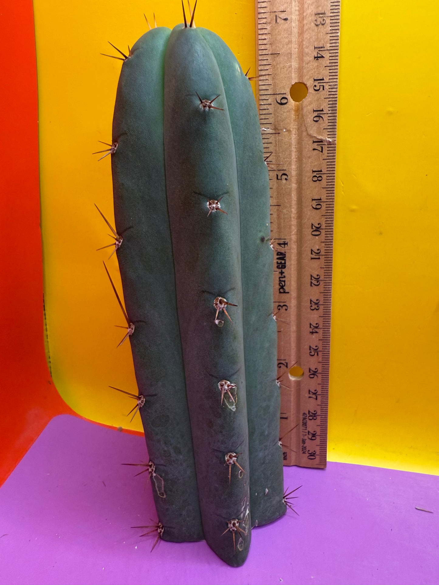 YOWIE X WOWIE !! Trichocereus Hybrid cactus cutting for sale