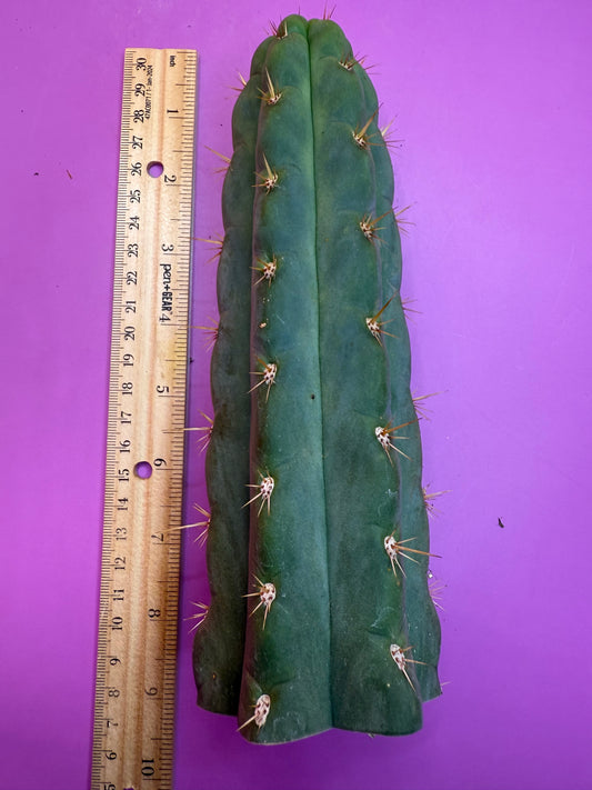 Ss03 cactus cutting
