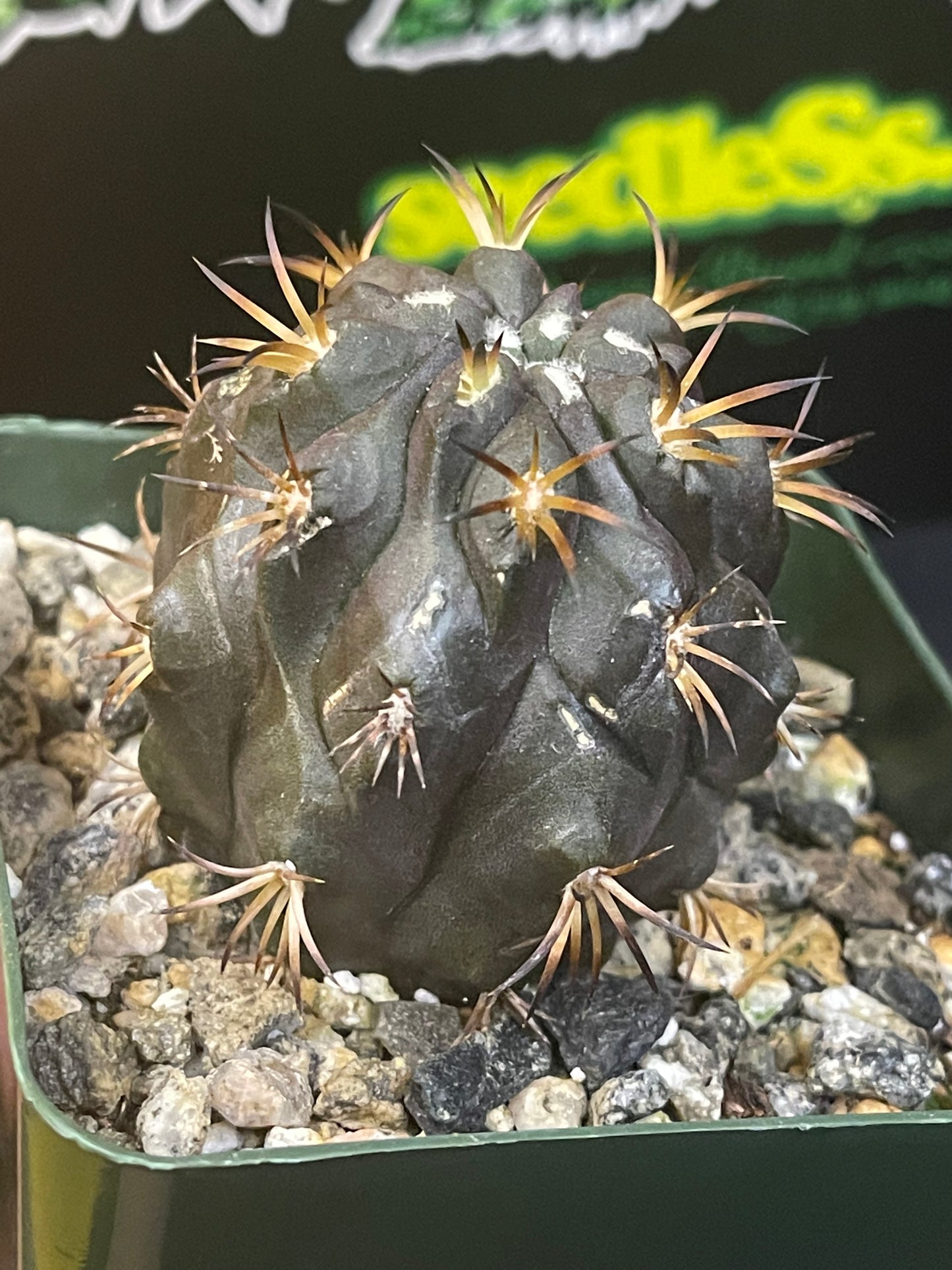 Copiapoa Dura