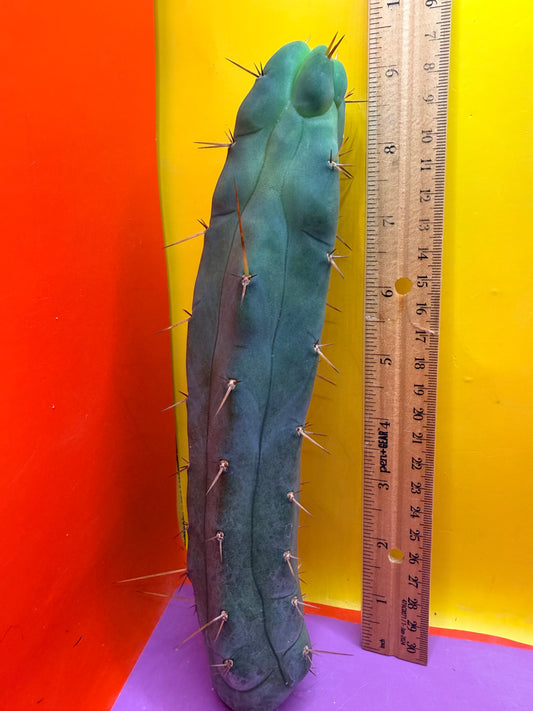 “EL SERPIEÑTE” melty tip 4 winds base !!