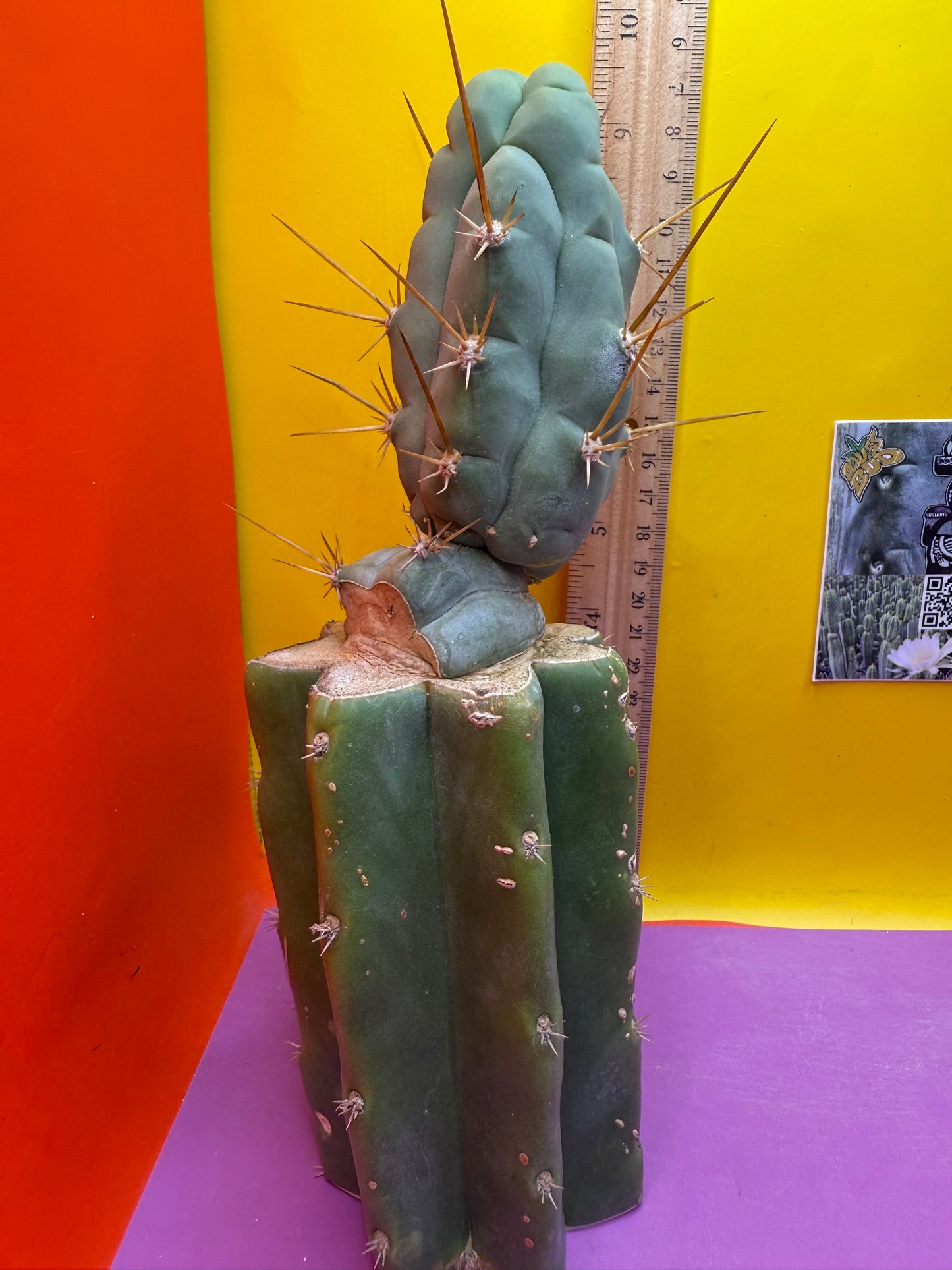 Bruce’s dragon graft