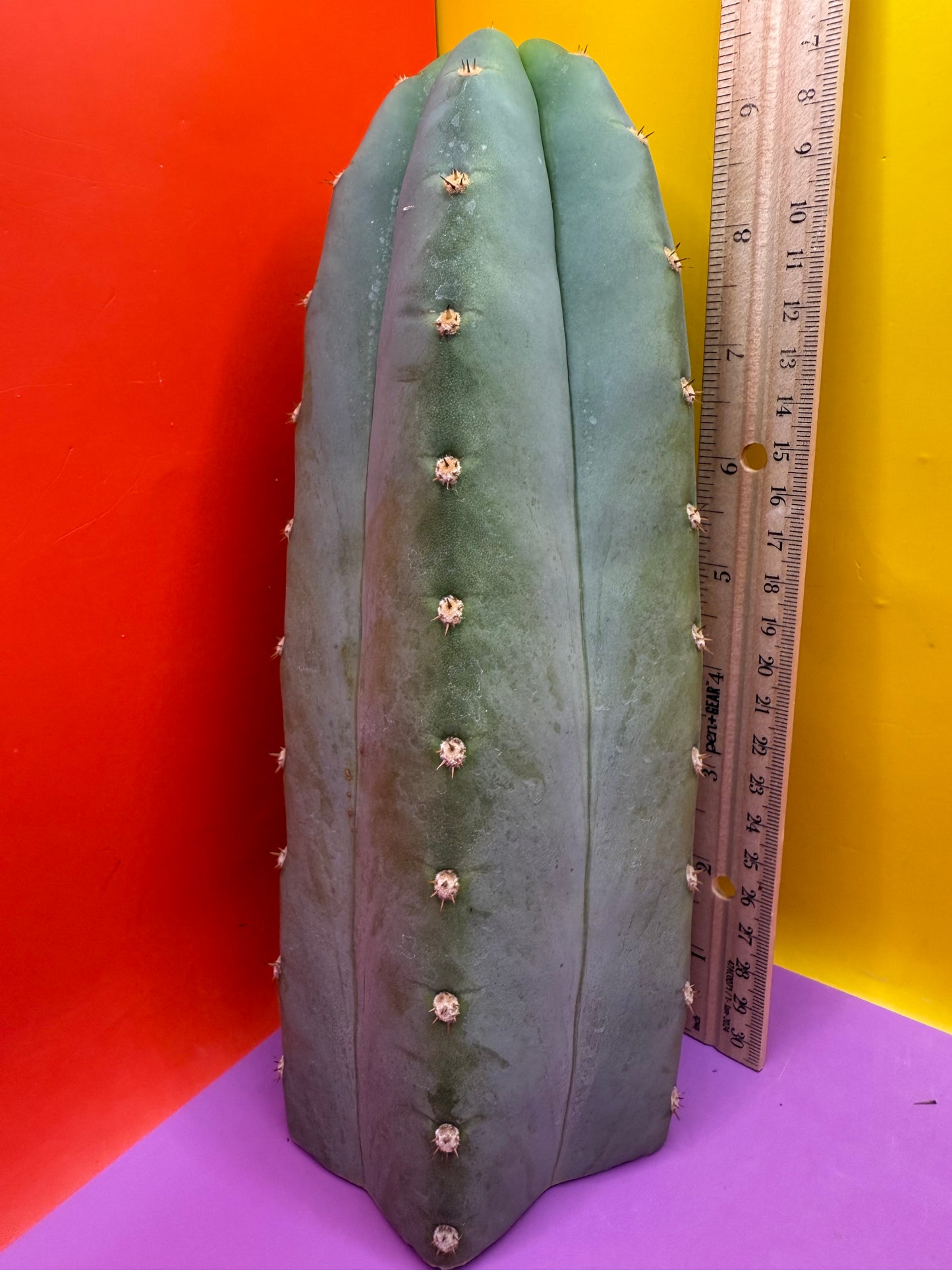 BLUE JUULES GIANT !