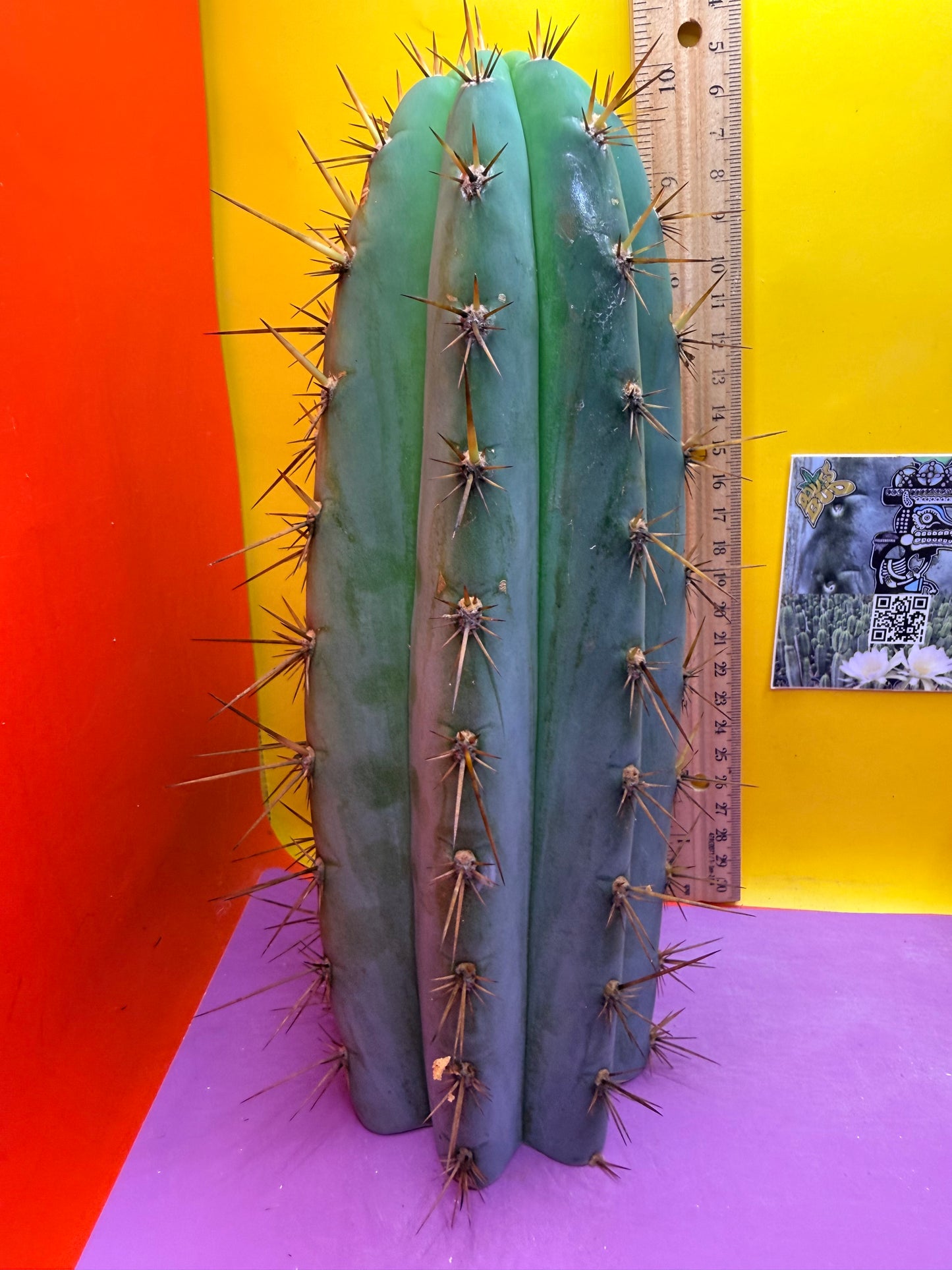 “Serra blue” San Pedro Cactus !