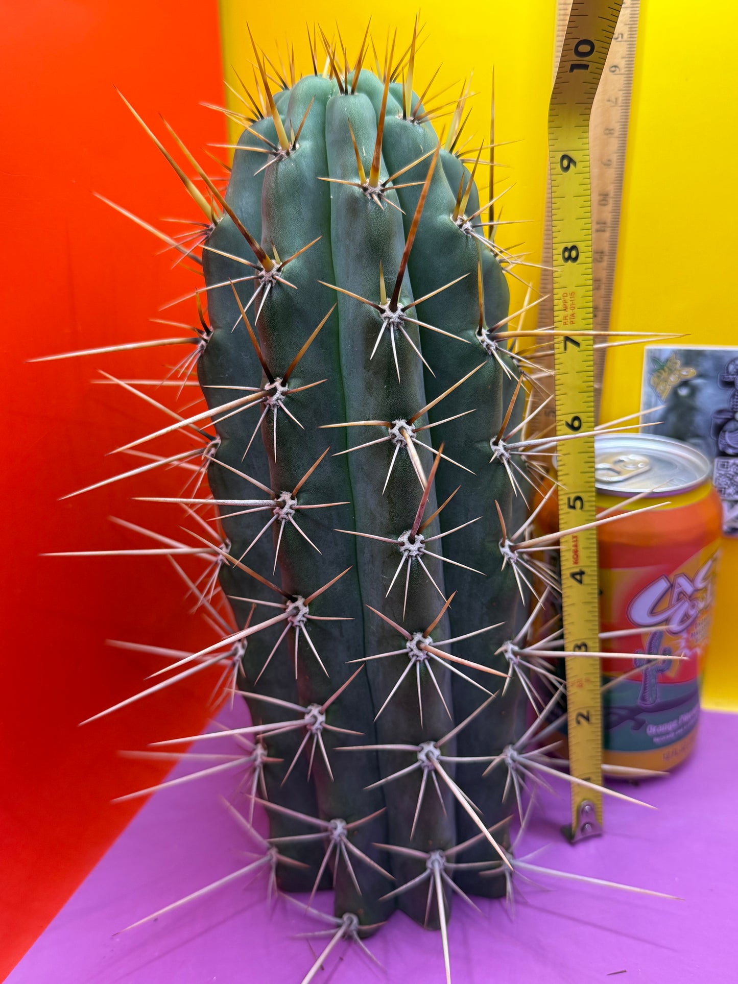 HUGE “SWAMP THING”trichocereus Cultivar !! Super thick