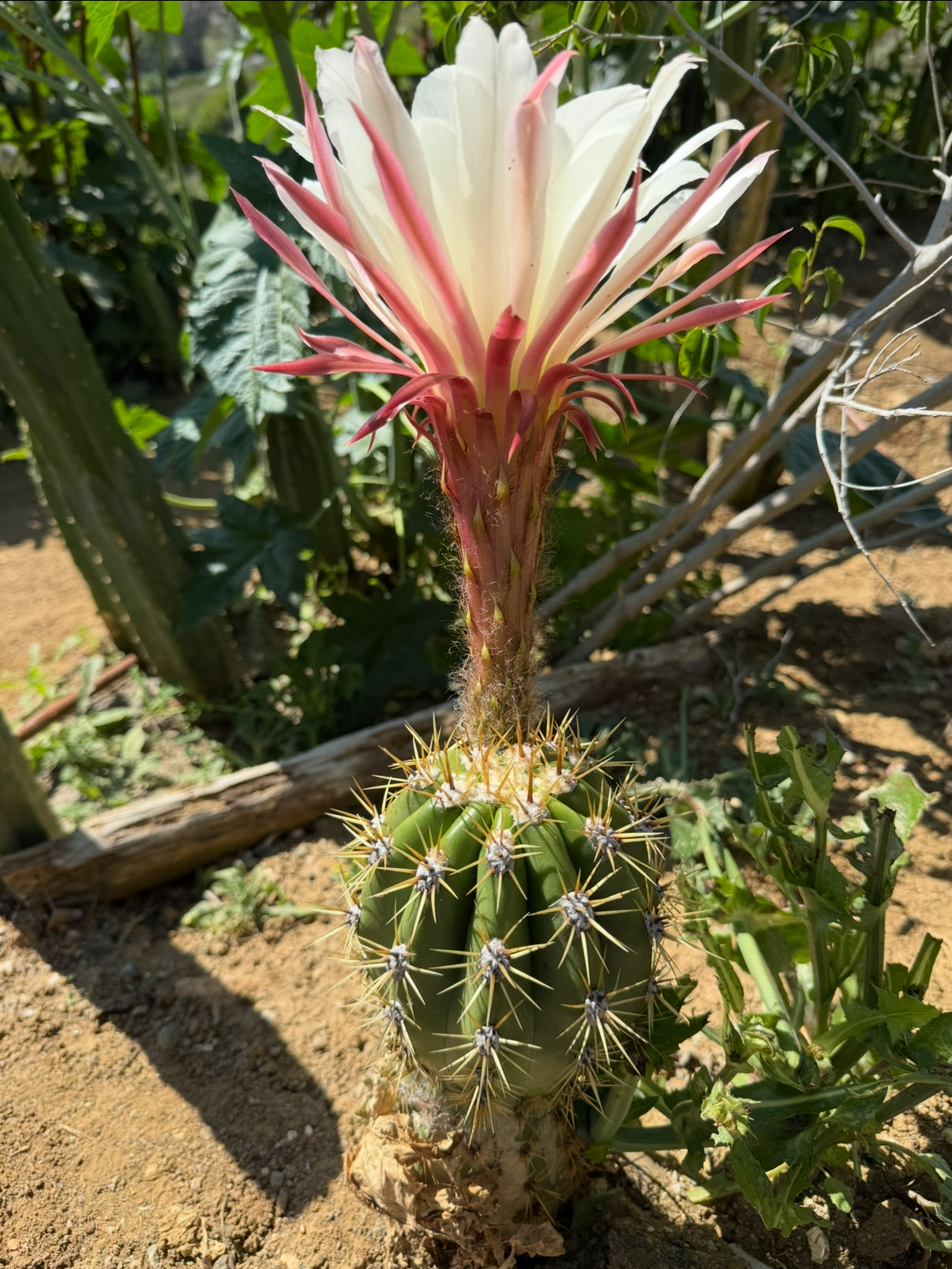 Cahuilla x Candacans Seeds