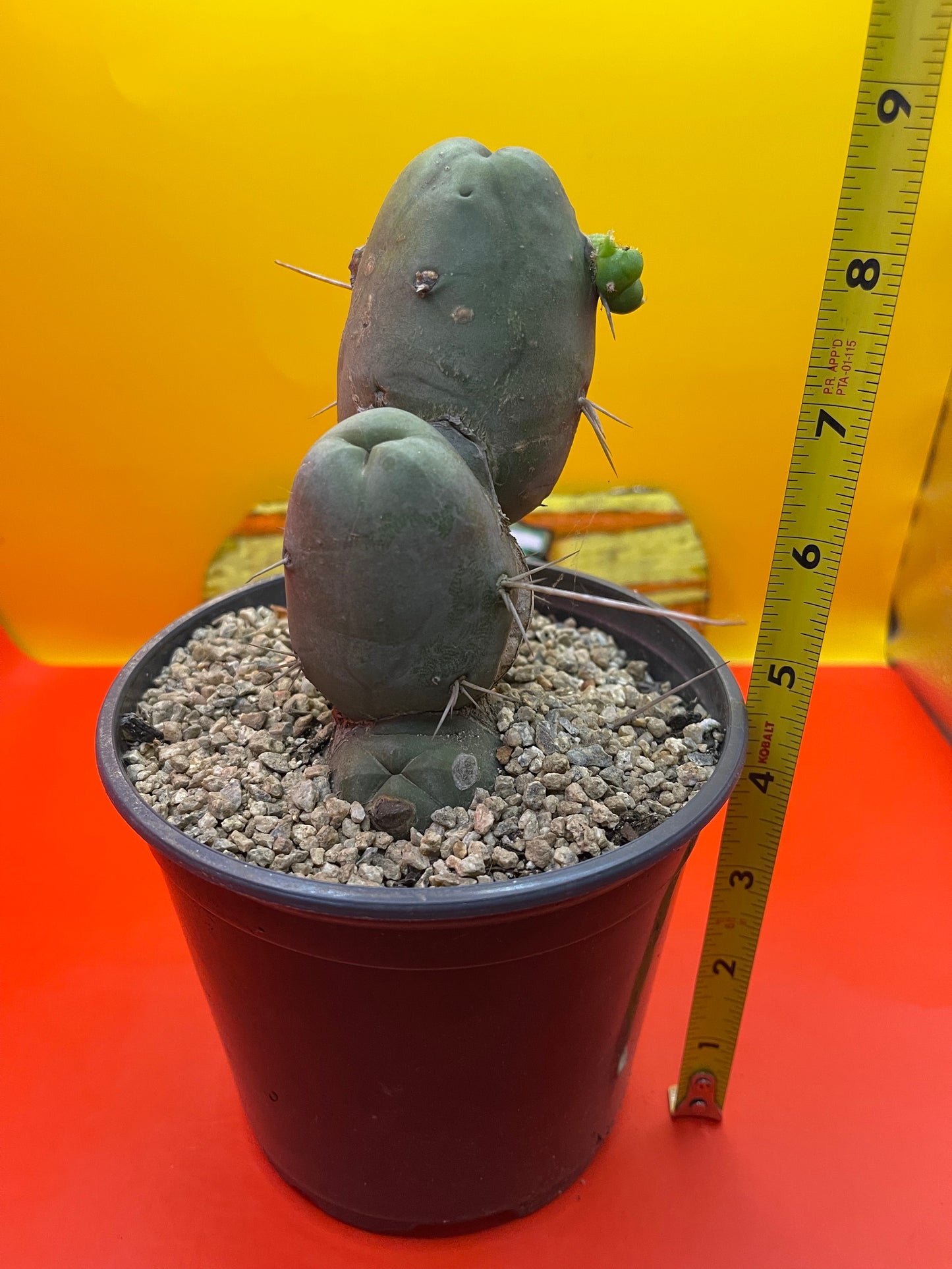 San Pedro PENISCACTUS-