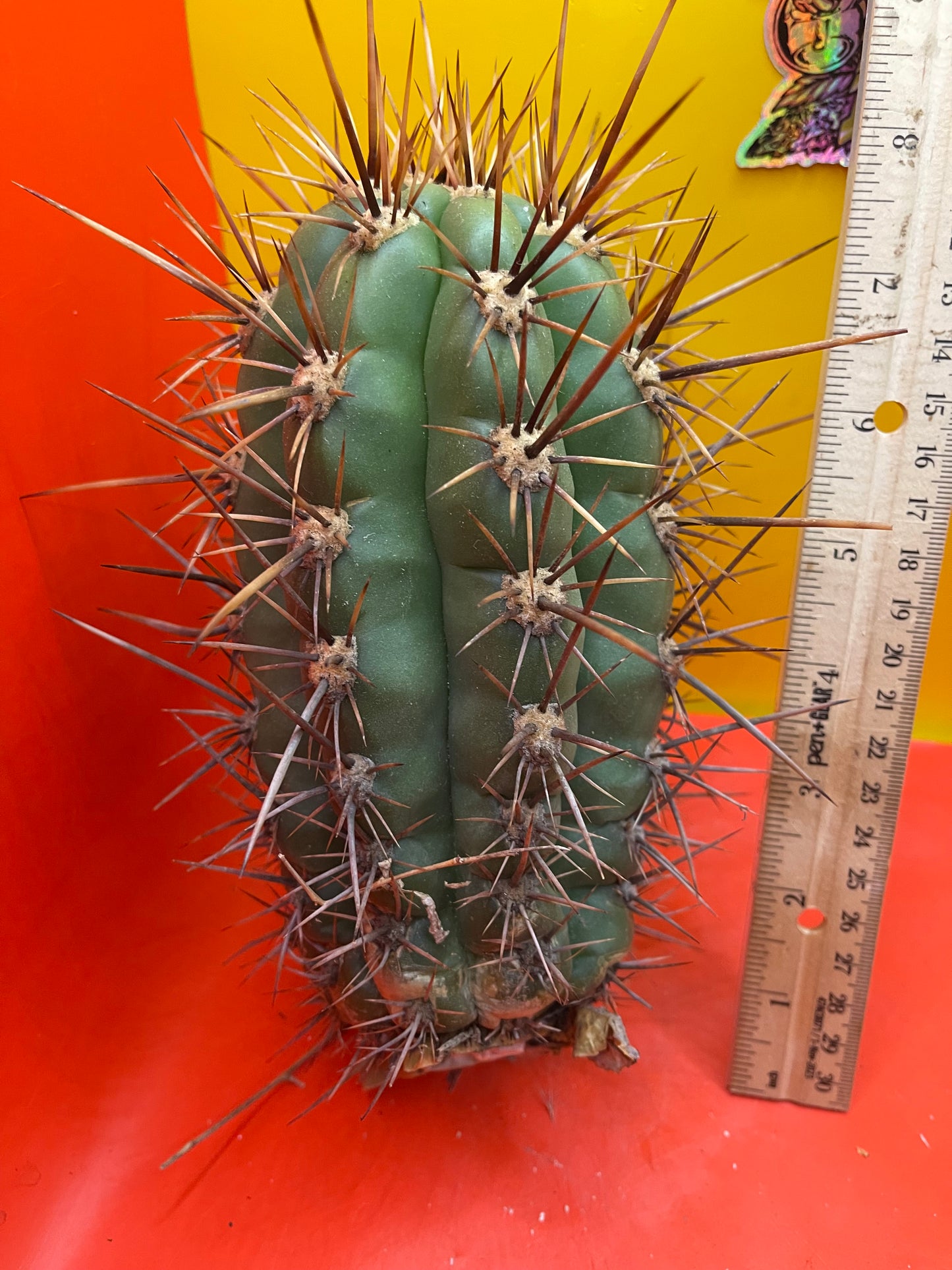 Trichocereus Tacaquirensis