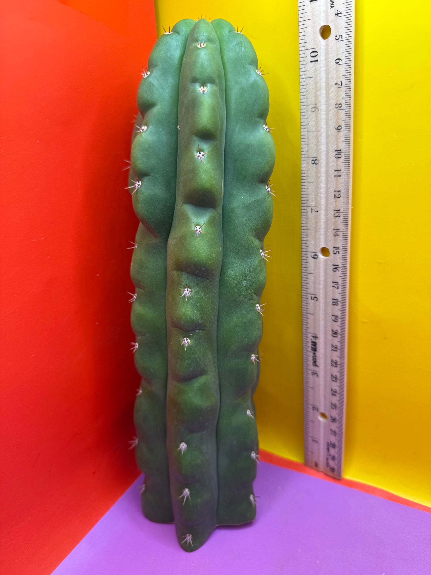 TPM ! Monstrose tricho