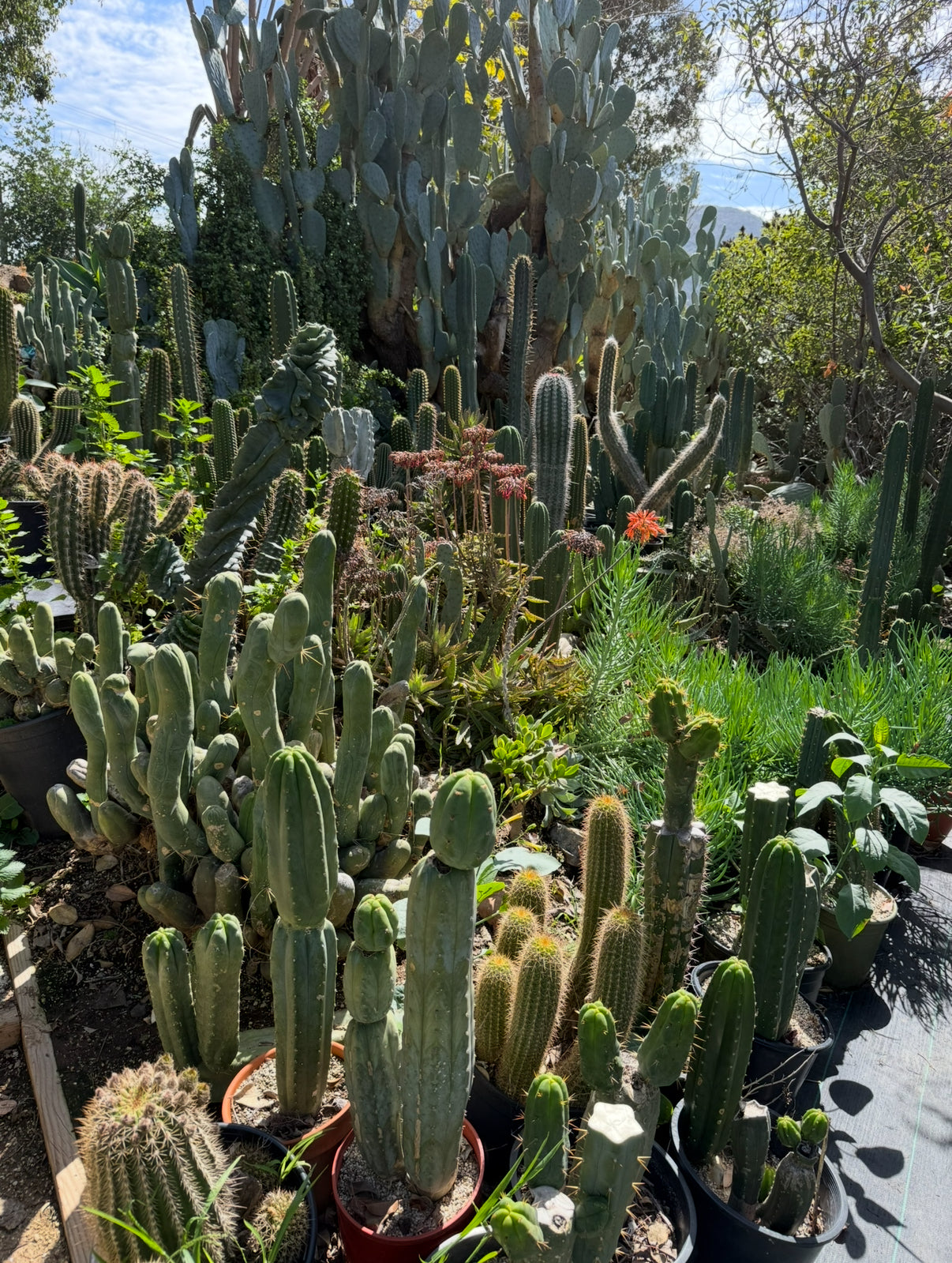 25% OFF TODAY - code CACFRIDAY at checkout