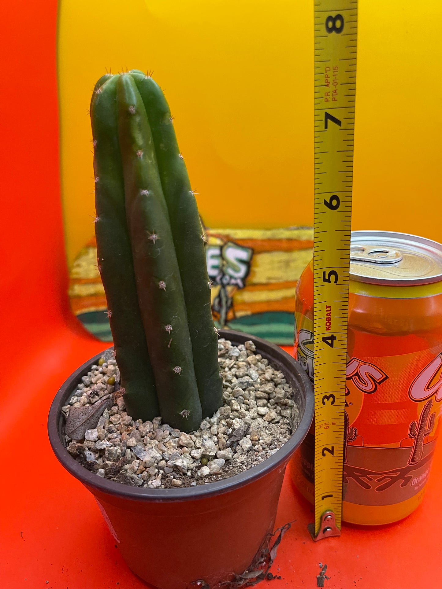 SAN PEDRO CACTUS in a pot