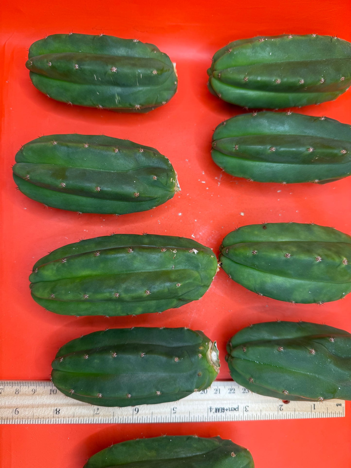 San Pedro Cactus !