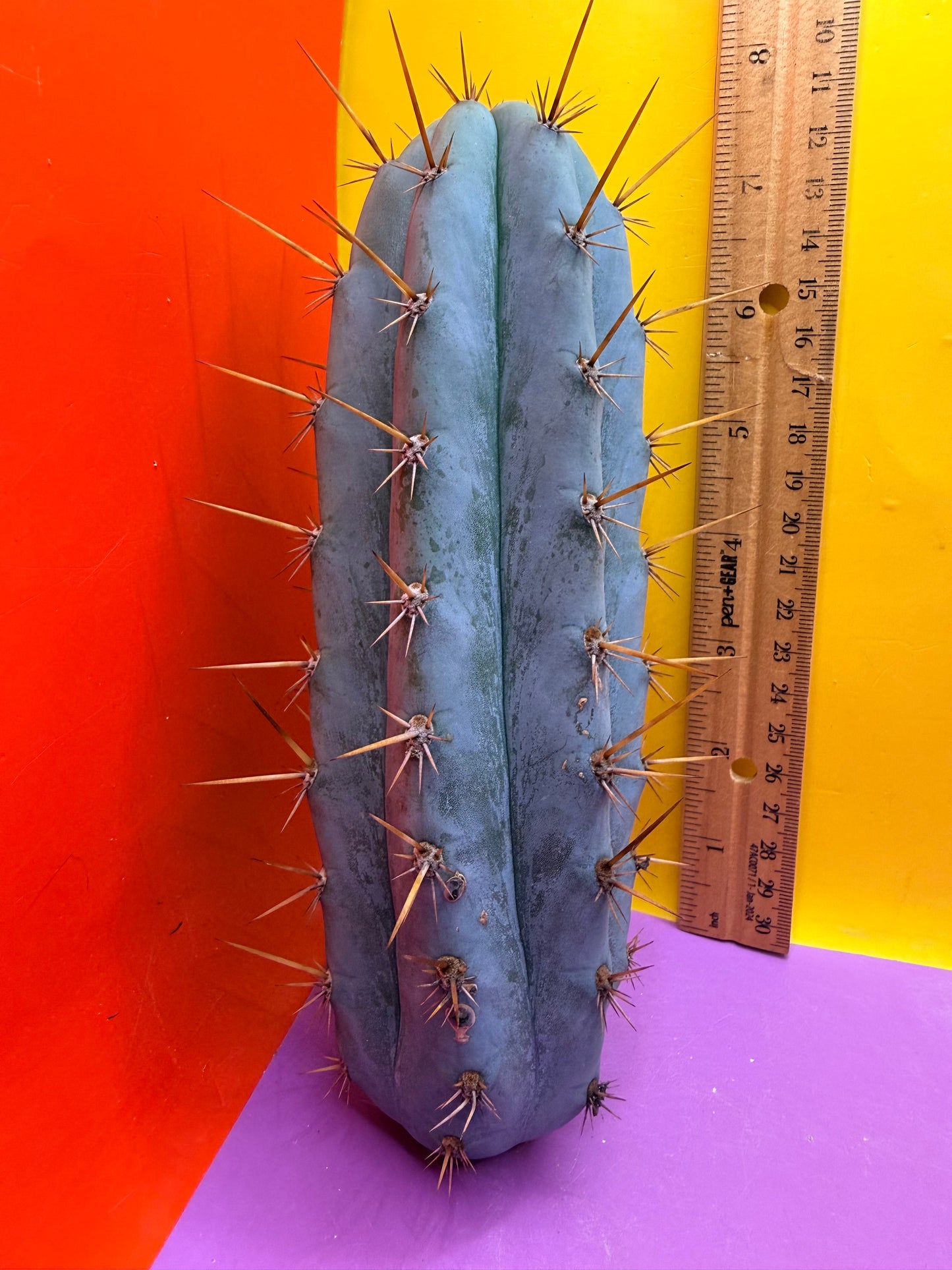Powdery Blue Trichocereus Peruvianus !!